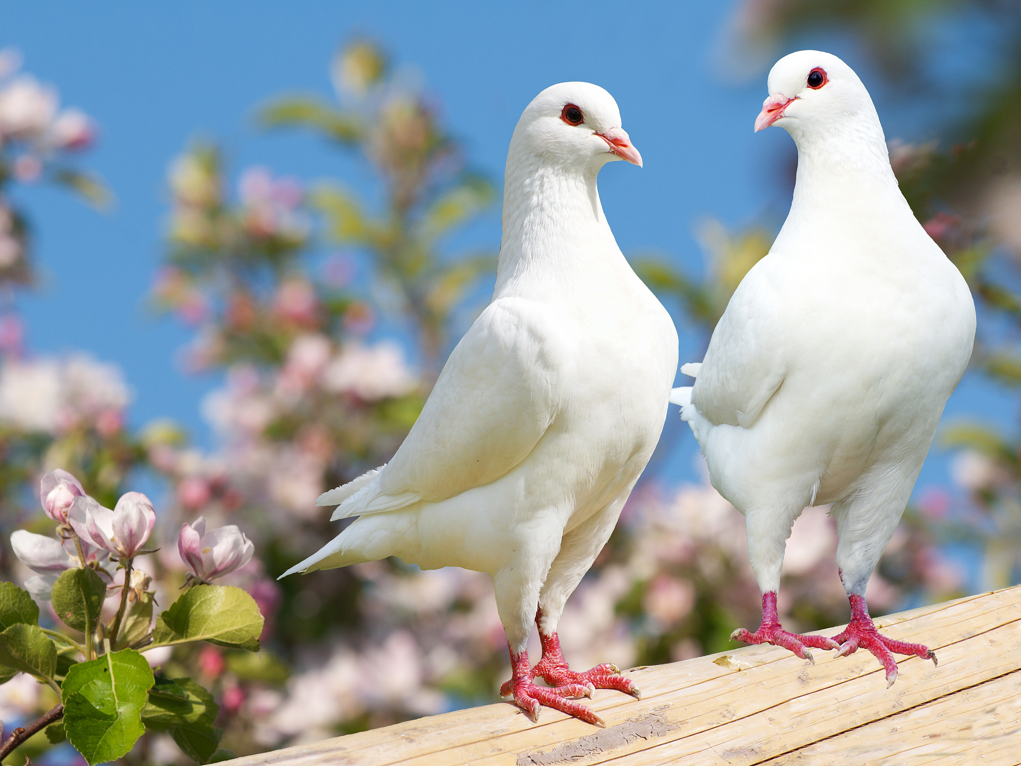 two white pigeon on flowering background - imperial pigeon - duc