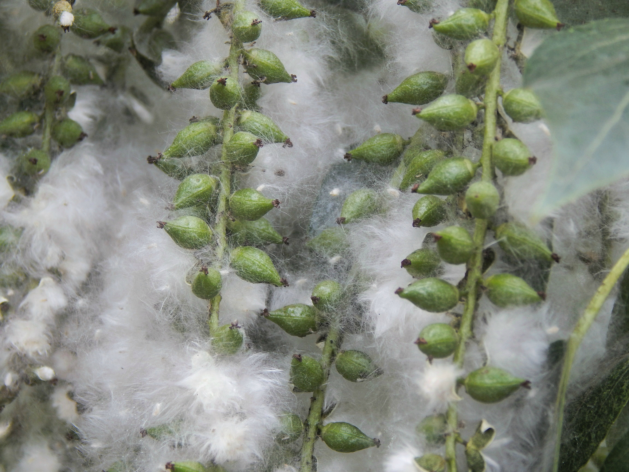 新疆杨扦插前地里冰草用什么除草剂帮我用210字详细描述