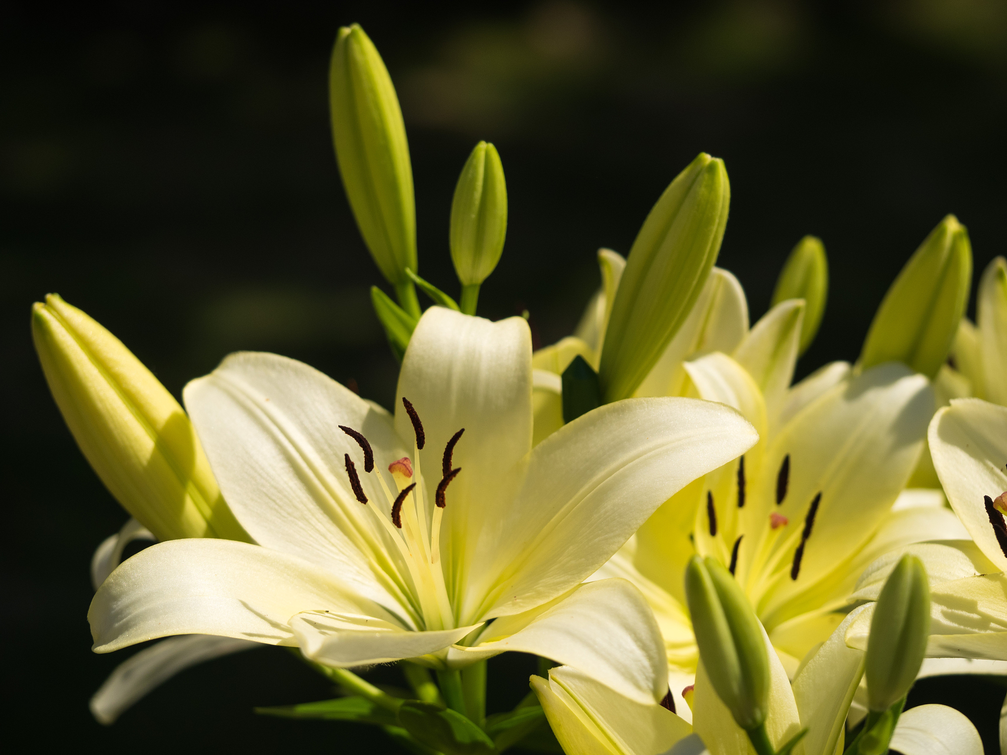 百合能提高性功能？真相大揭秘！