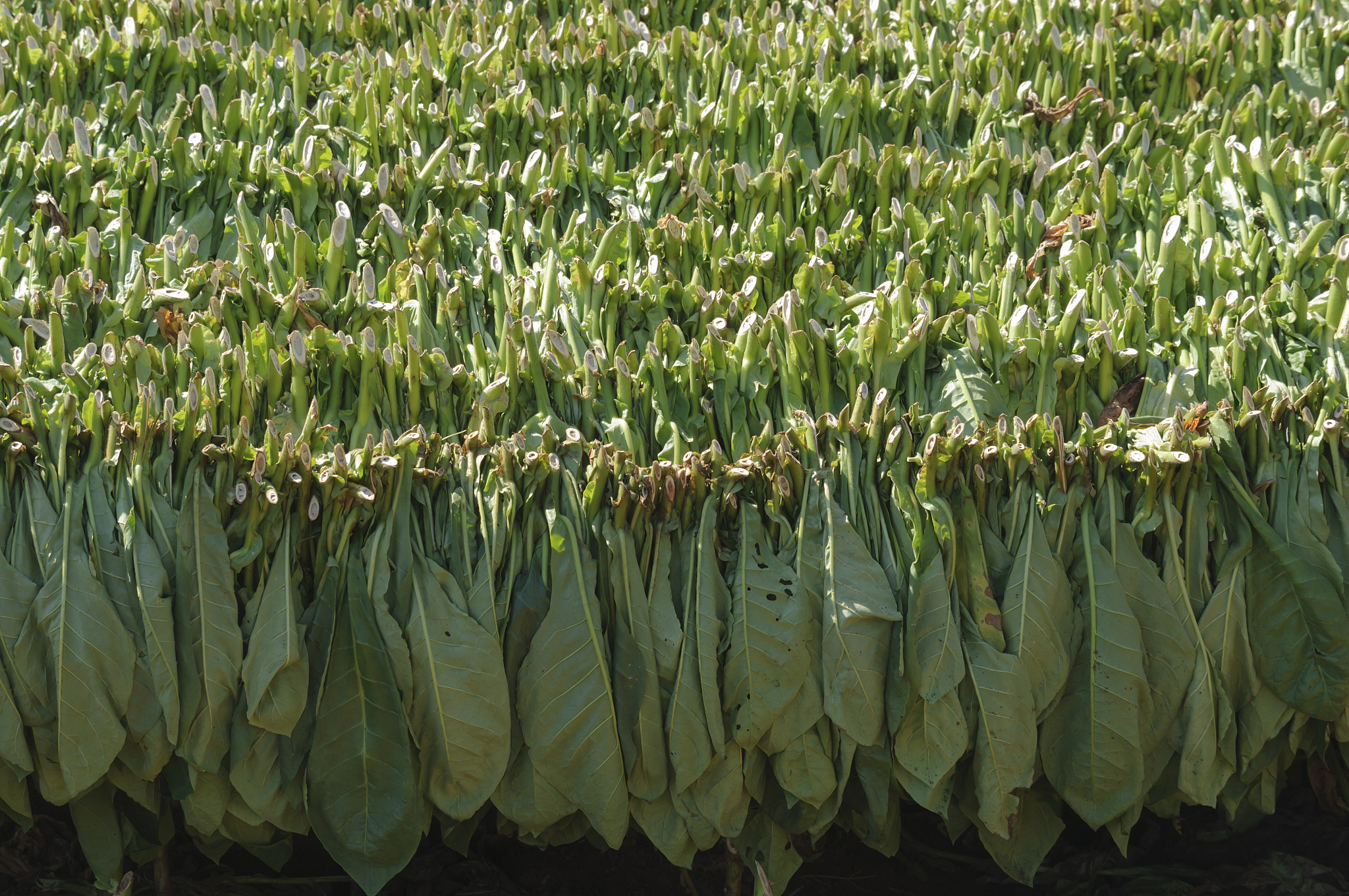 黔西南民族职业技术学院烟草栽培与加工技术专业就业方向有哪些