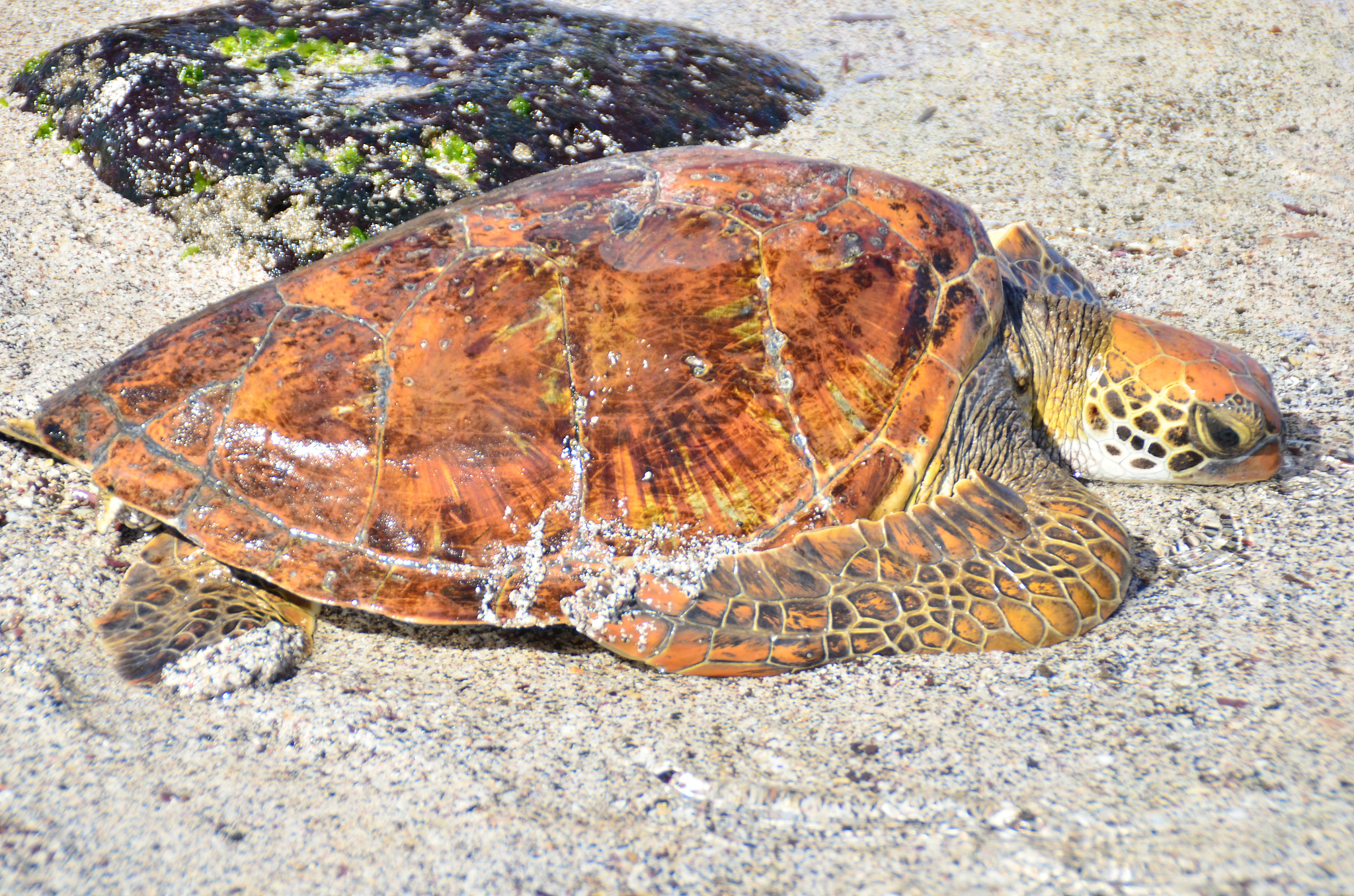 sea turtle