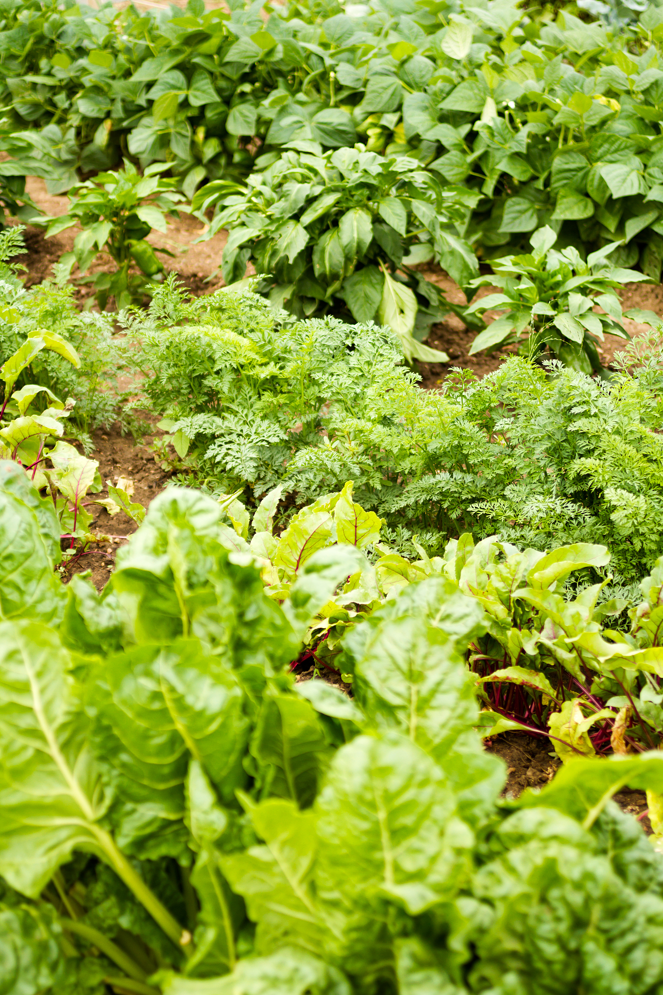 vegetable garden