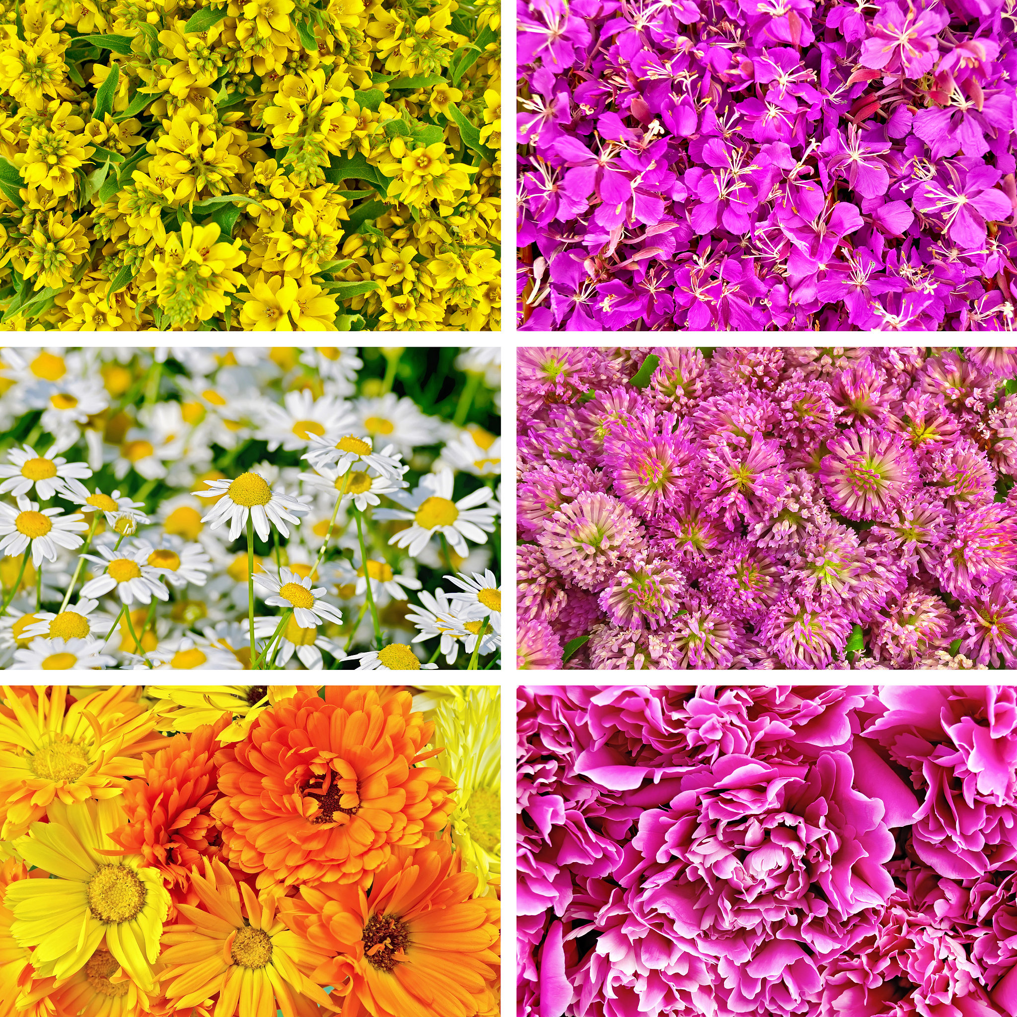 Immerse Yourself in a Vibrant Sea of Flowers