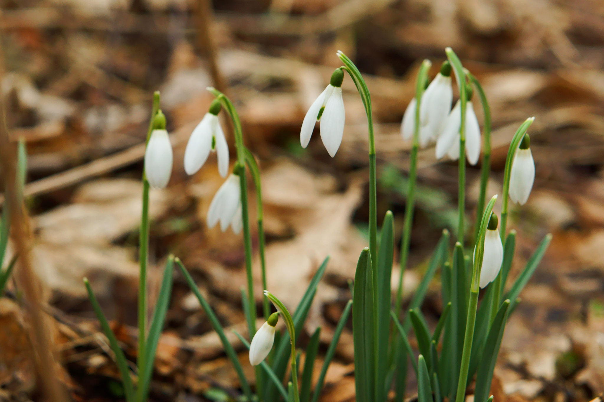 spring, snowdrop, flower, forest, first, white