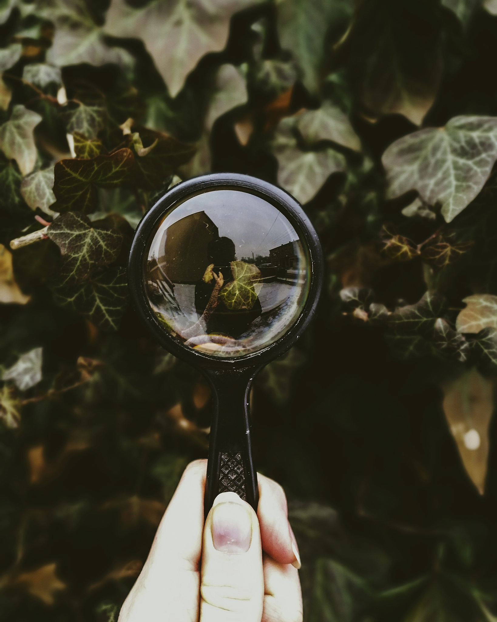 cropped hand holding magnifying glass by leaves