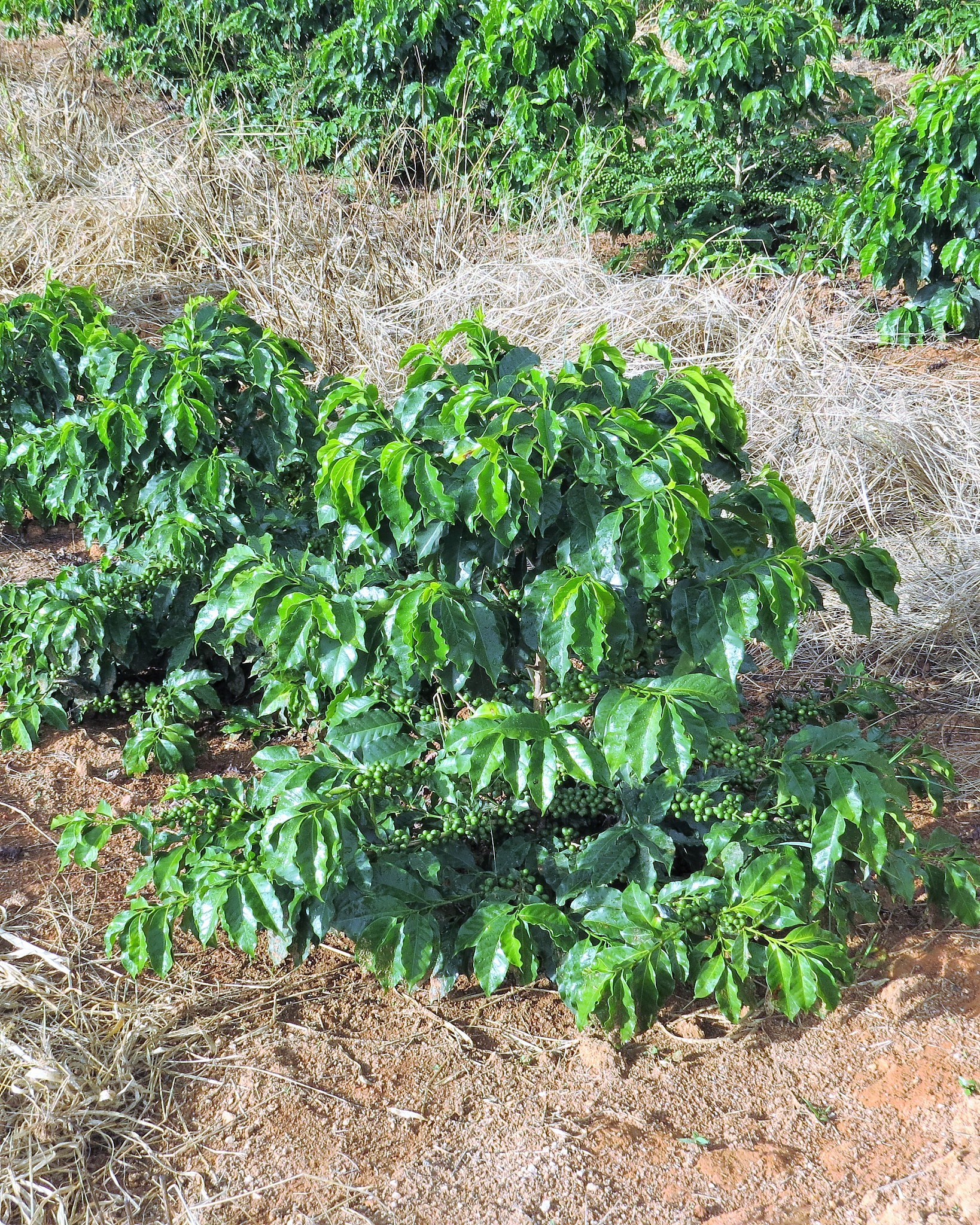 coffee plantation