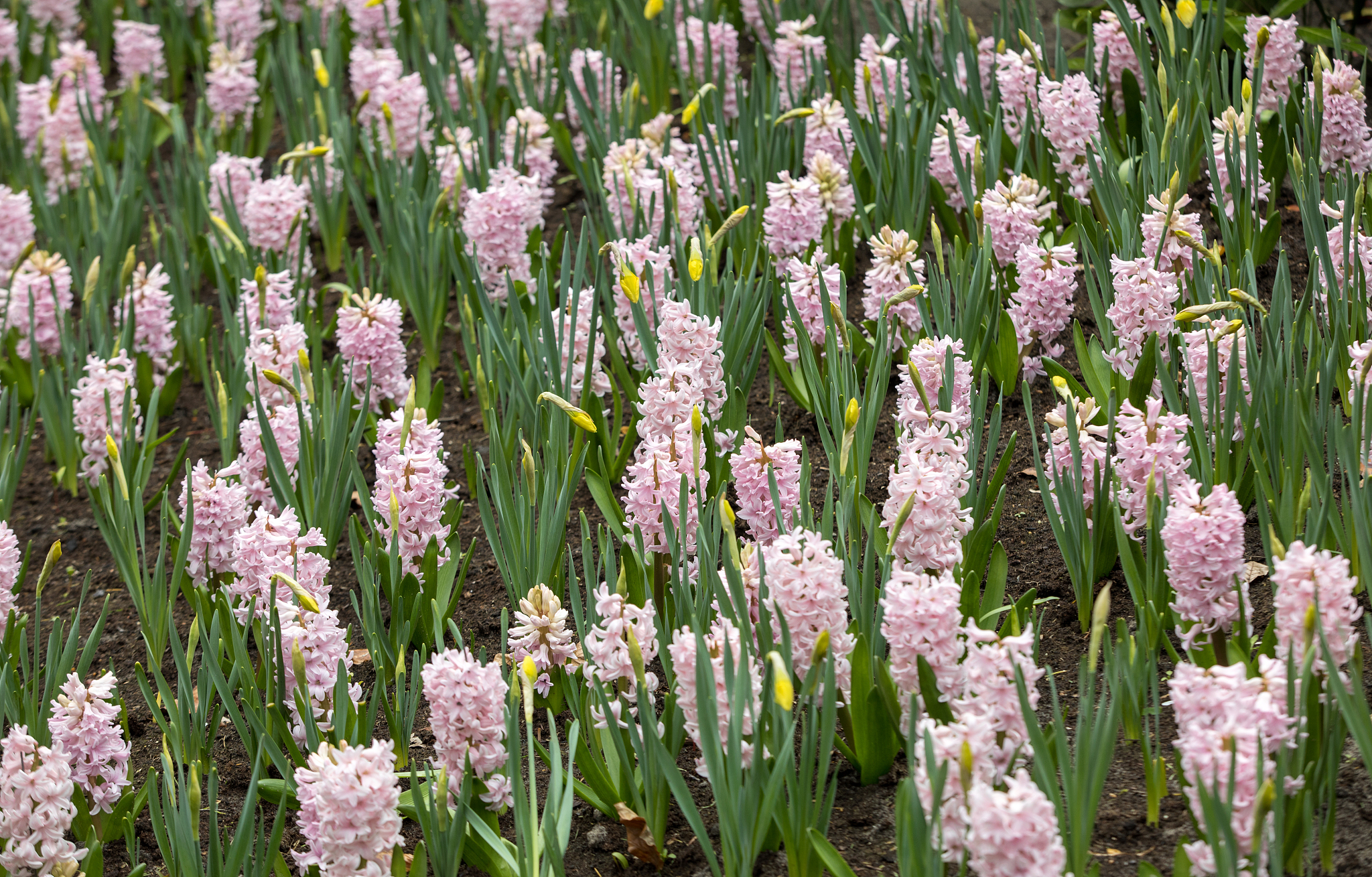 close-up of violet hyacinths flowers
