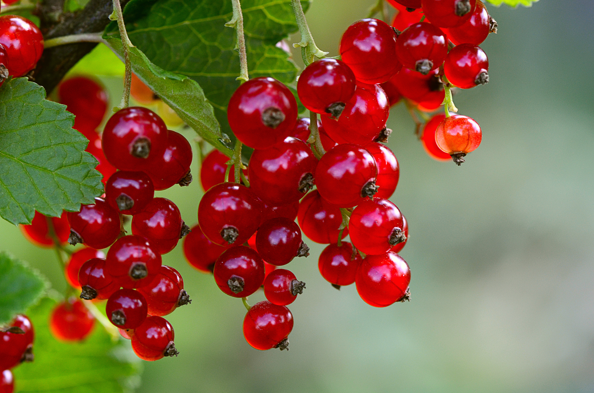the red currant close up
