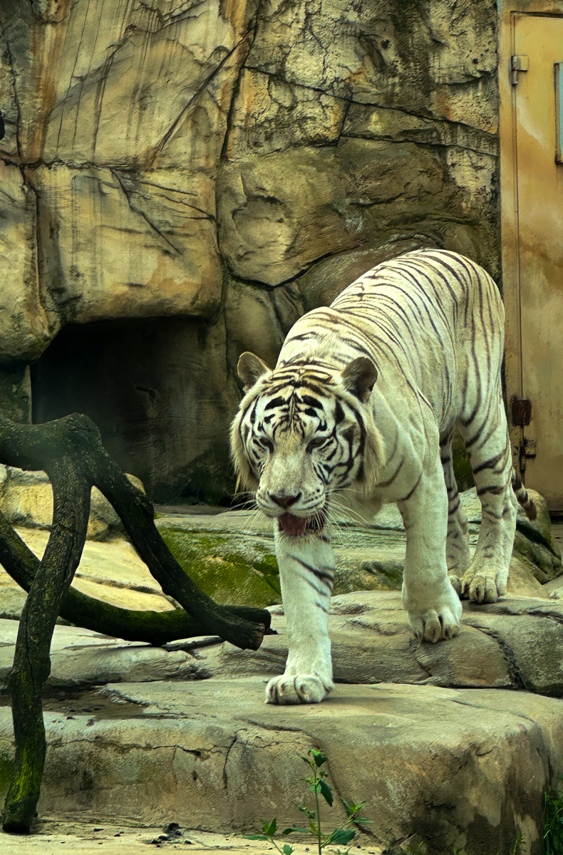 动物园一日游：熊猫、狮子、猴子，还有更多！