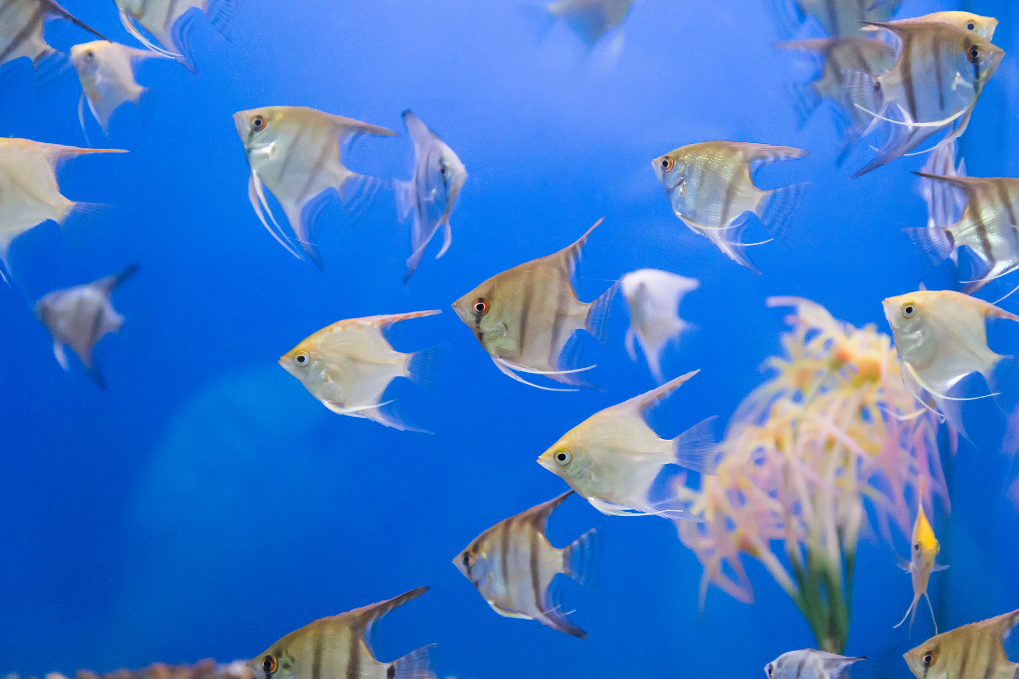 aquarium fish scalare