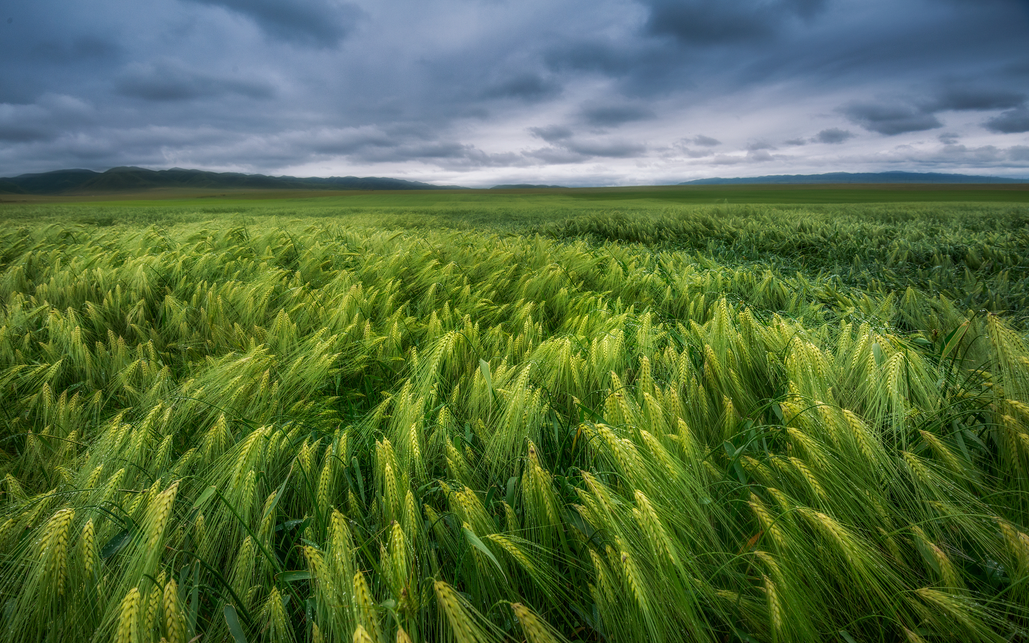 国家粮食青海青稞和牛羊肉交易中心: 供应商议价能力不足原因分析