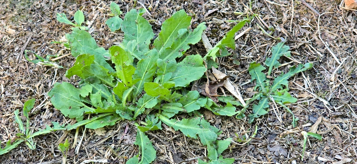 紫花苦菜：从苦涩到甜蜜的农村传统美食