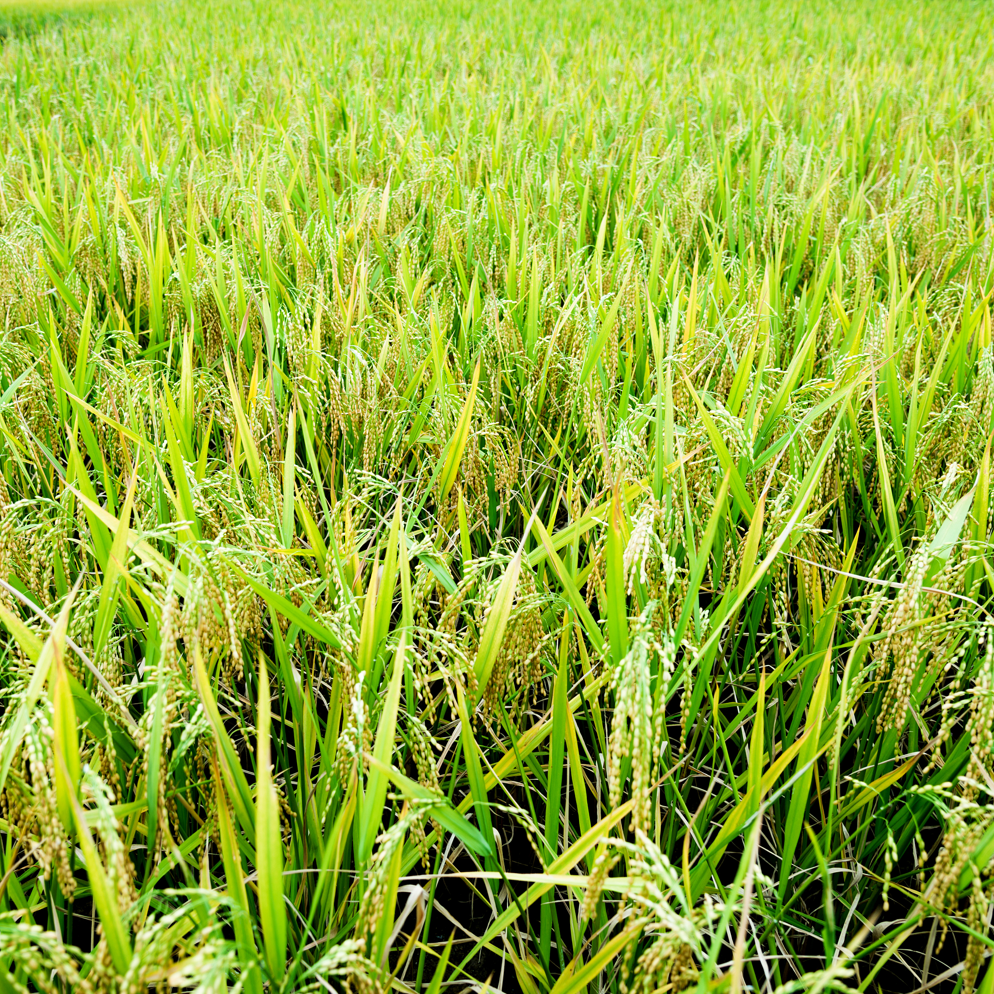 稻瘟病流行因素及防治策略