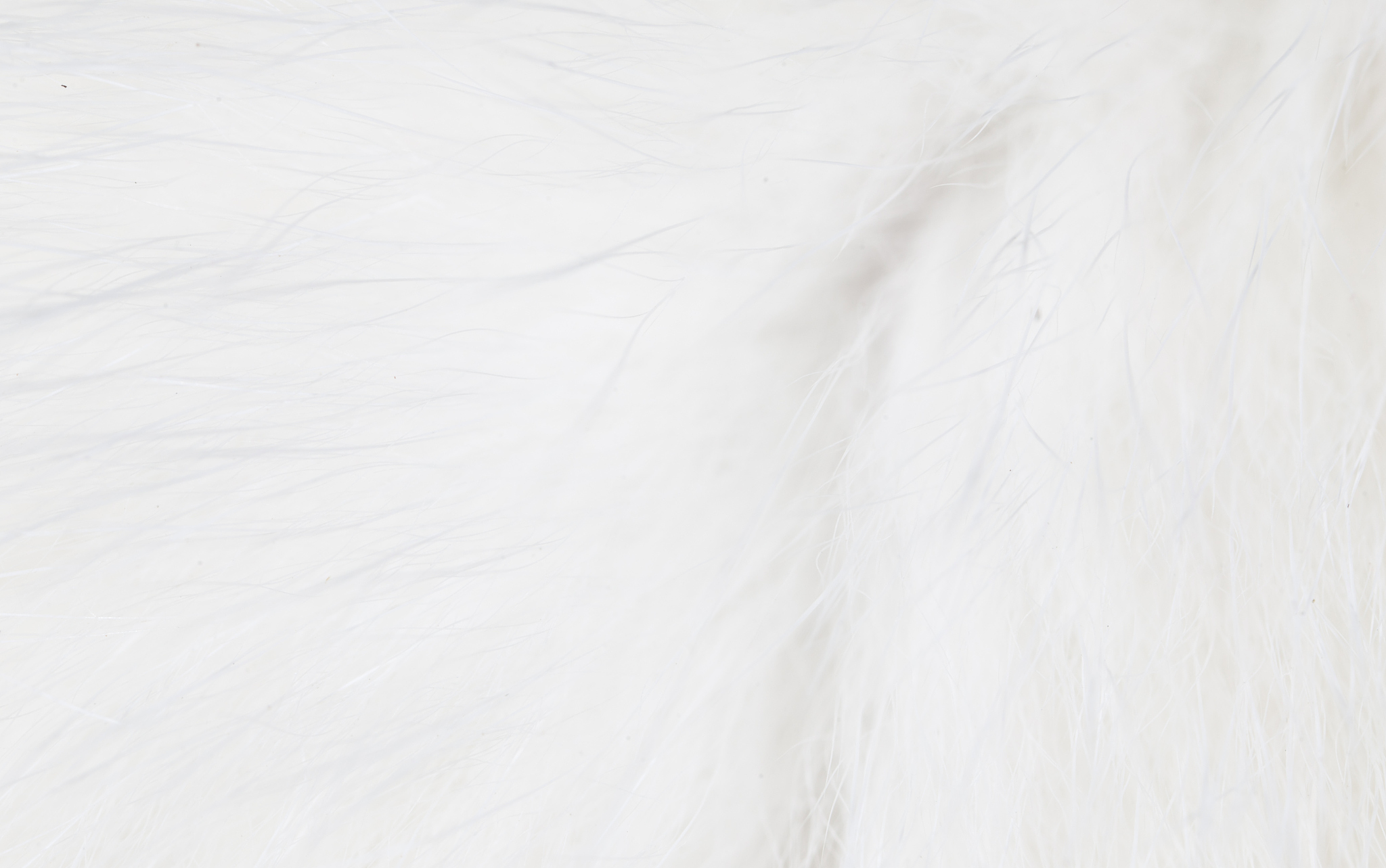 猫修炼成人衣着华丽白发但是还带着猫耳可以6个字形容吗