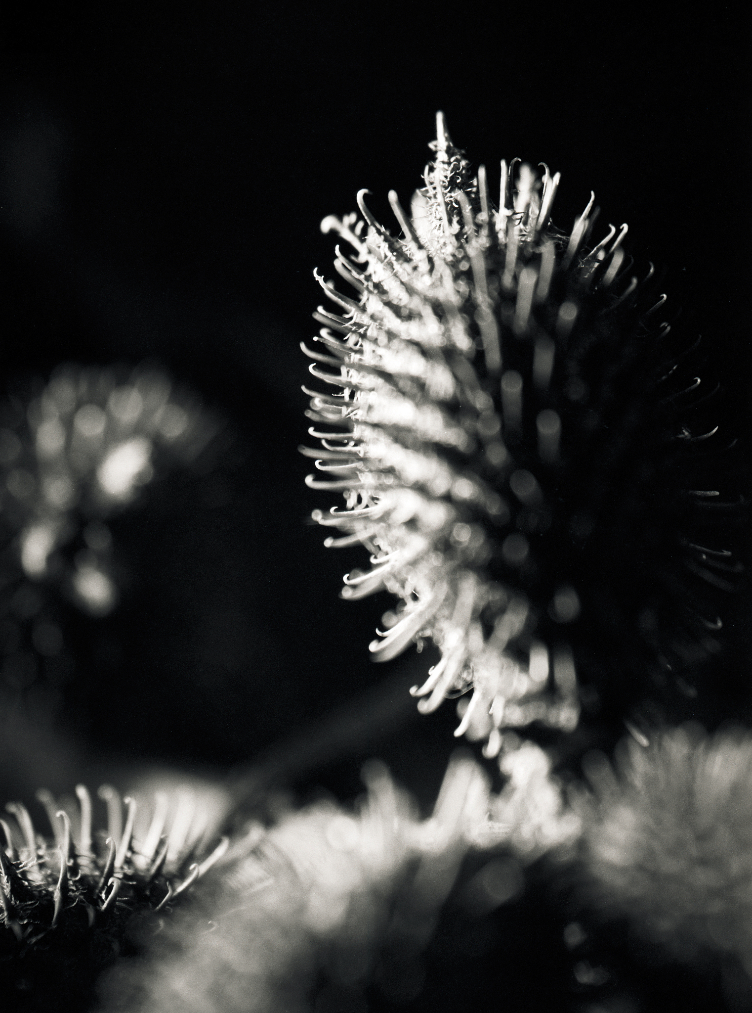 burdock thorn
