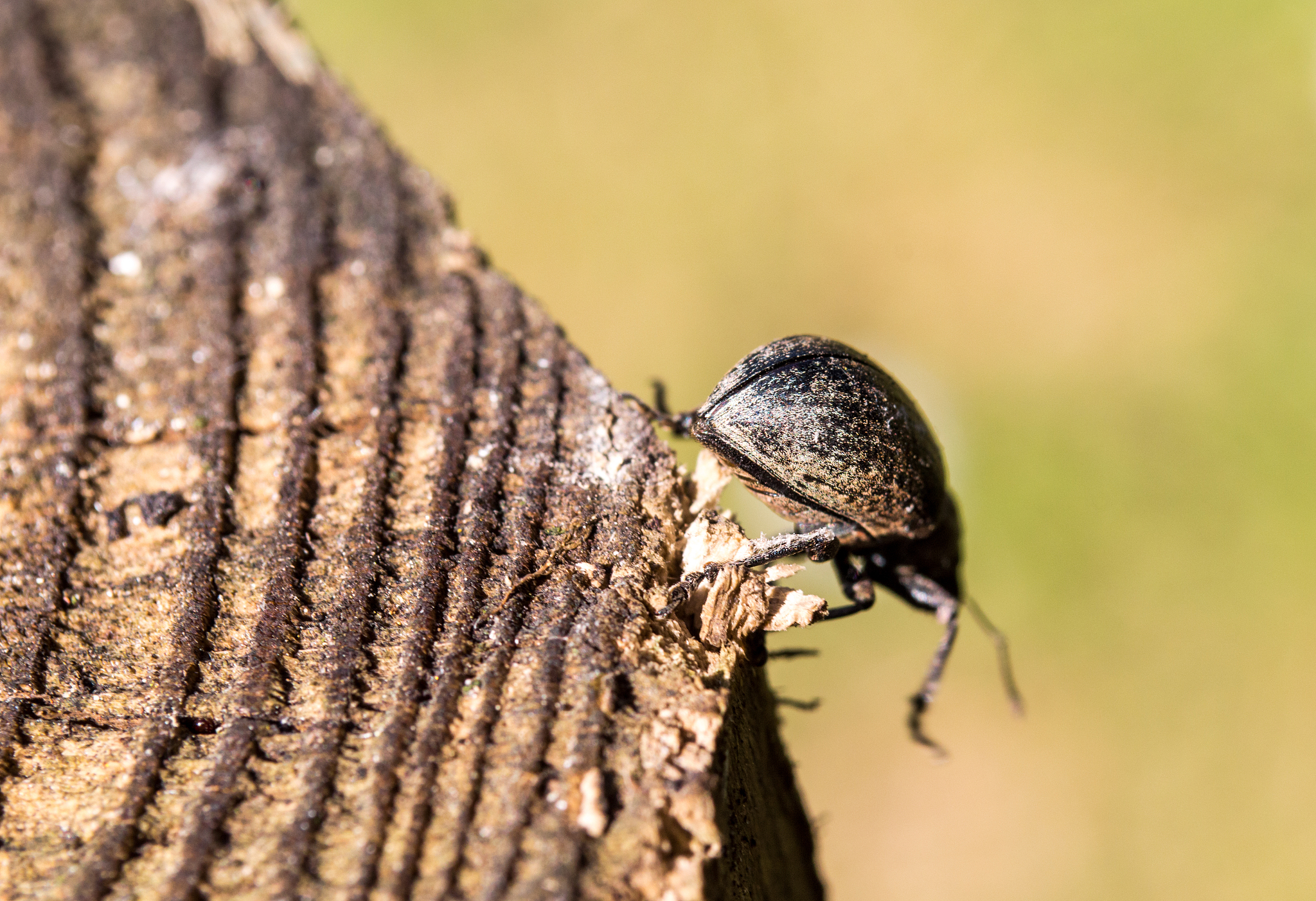 common beetle walking off a log/tree