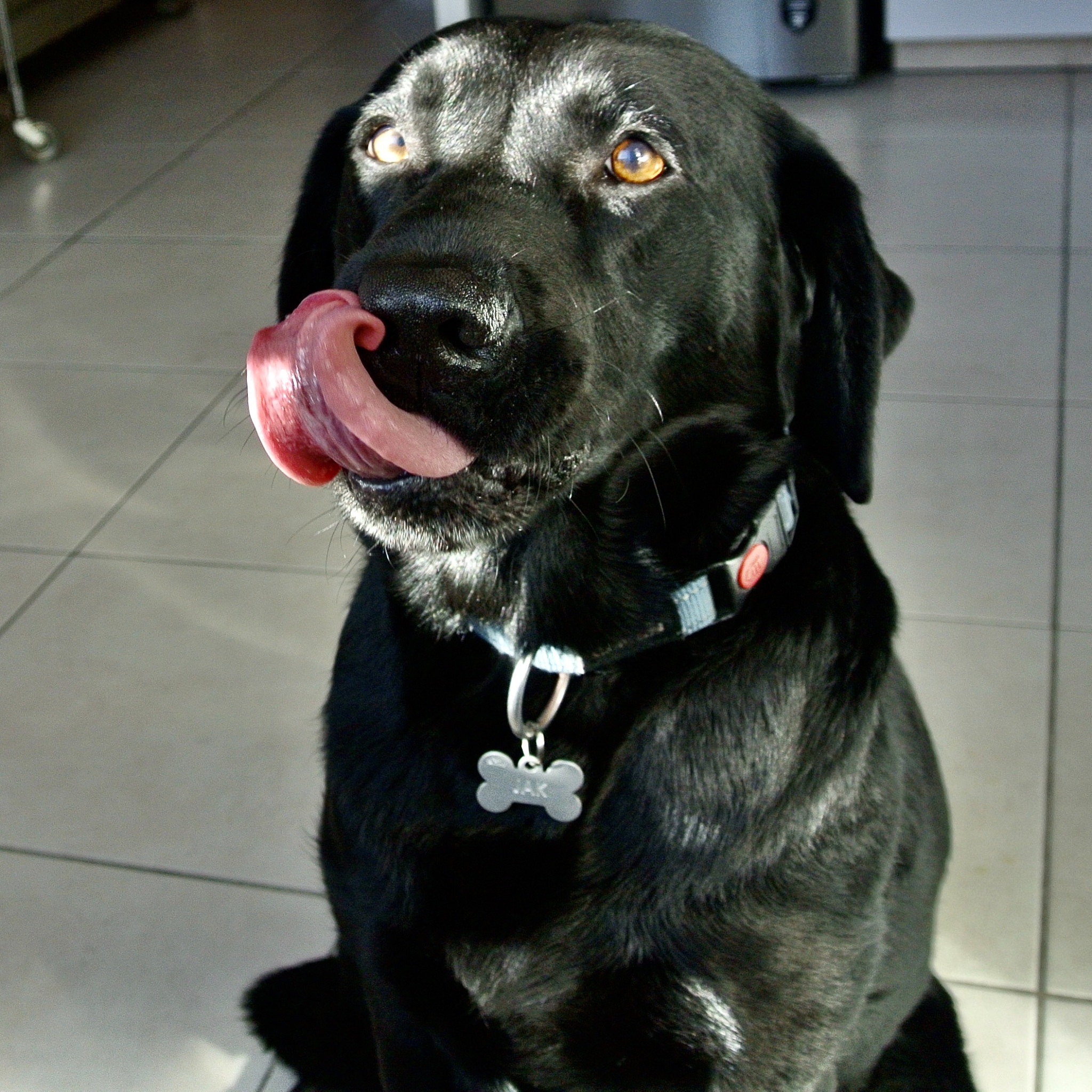 拉布拉多犬：忠诚的家庭伴侣，工作犬的理想选择