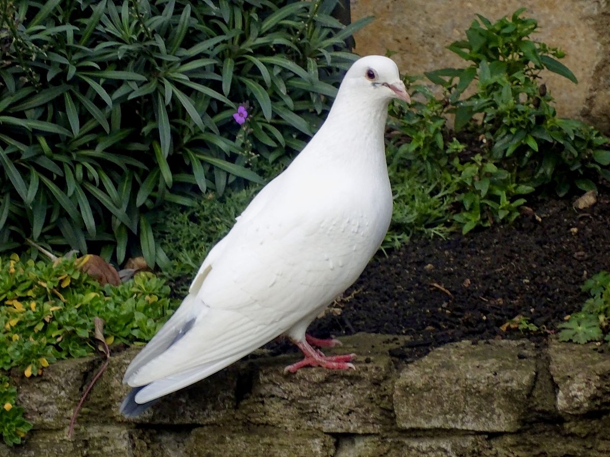 怎么分辨白羽王鸽子的公母