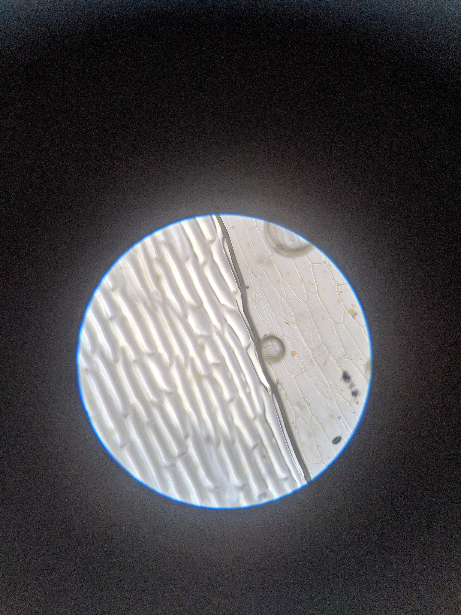 石蜡切片中透明用液体石蜡透明。怎么操作