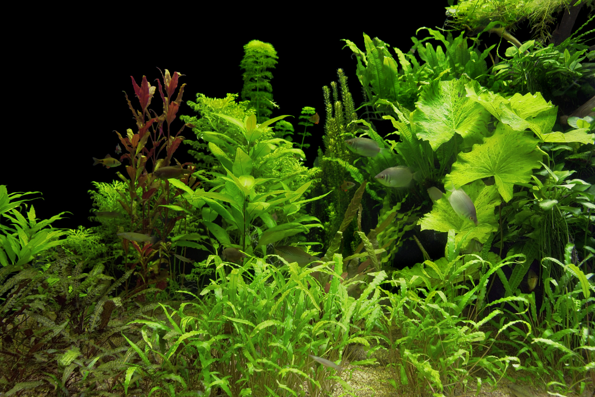 狭叶珍珠菜：水族箱底层植物，打造茂密草丛