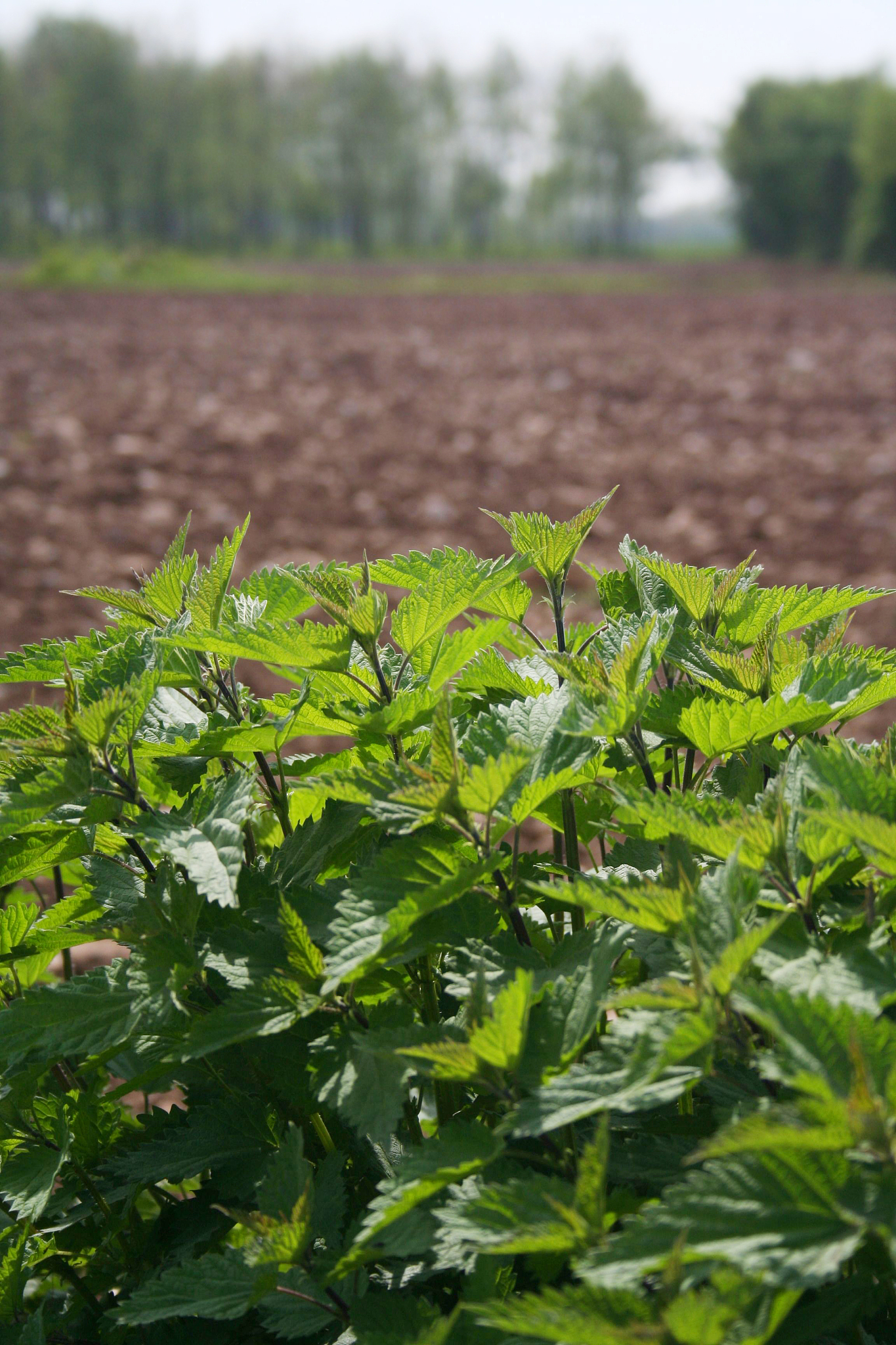 nettle plants under sunlight