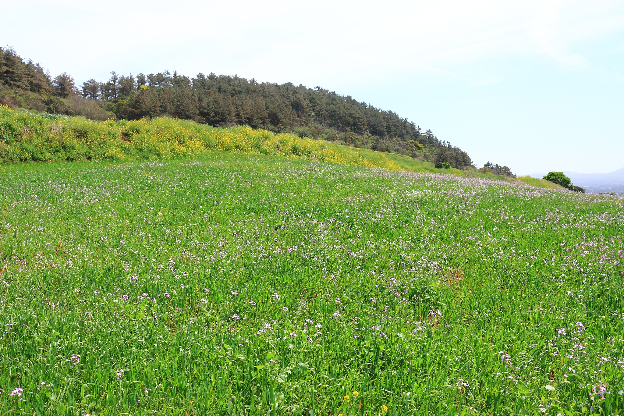hamdeok beach, west wu bong, wildflower, flower, beach,