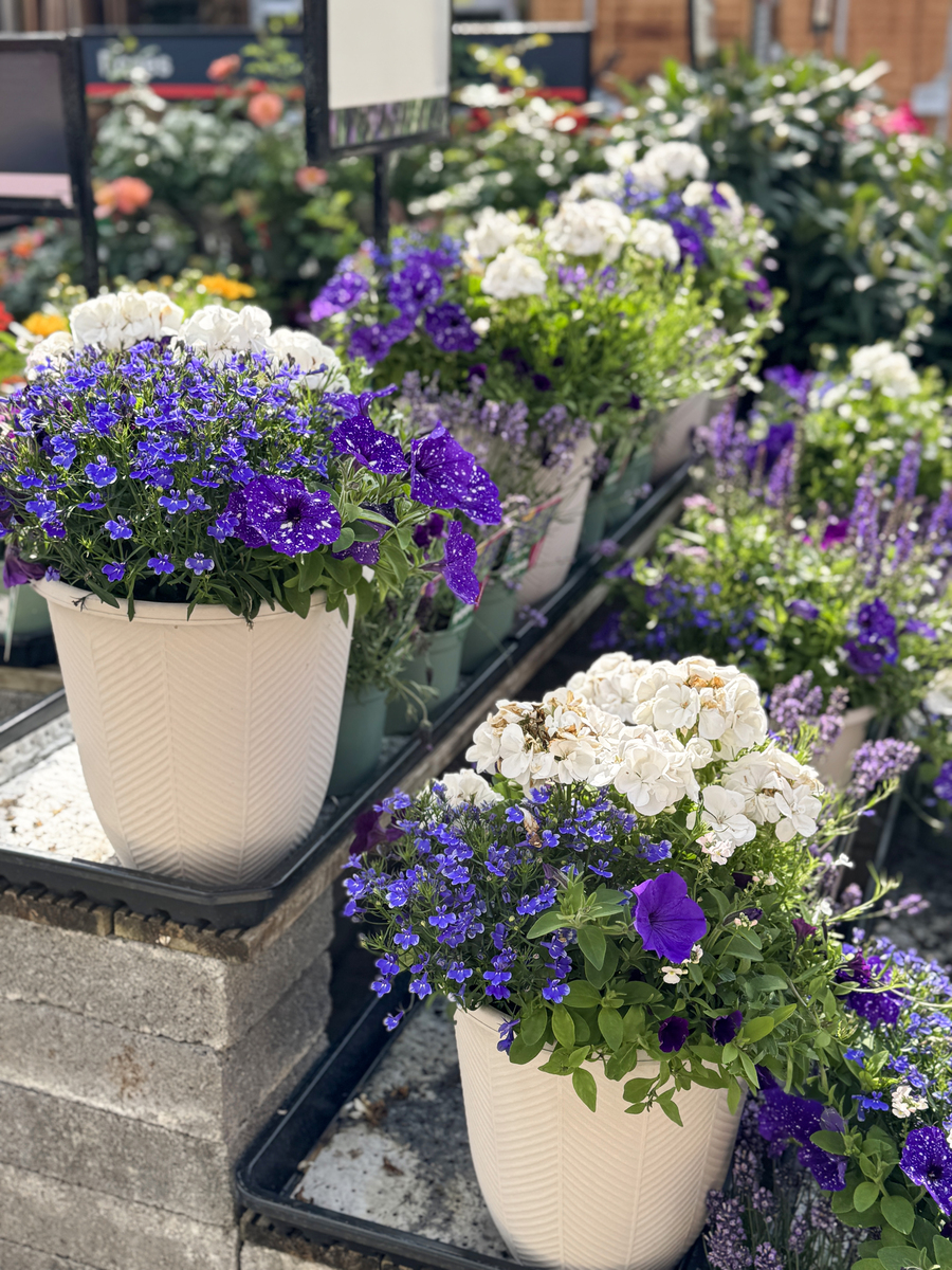 高而深的花盆种什么花好？薄肥多施，花开满园！