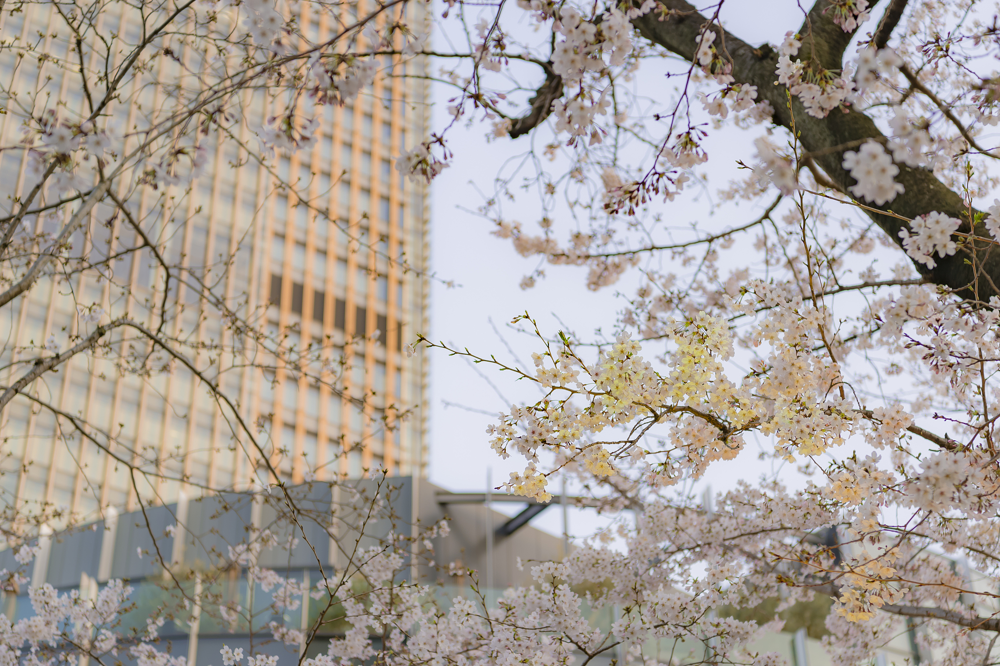 cherry blossoms
