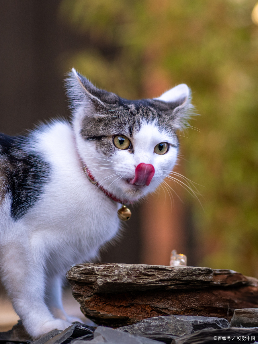 小猫整天睡觉正常吗