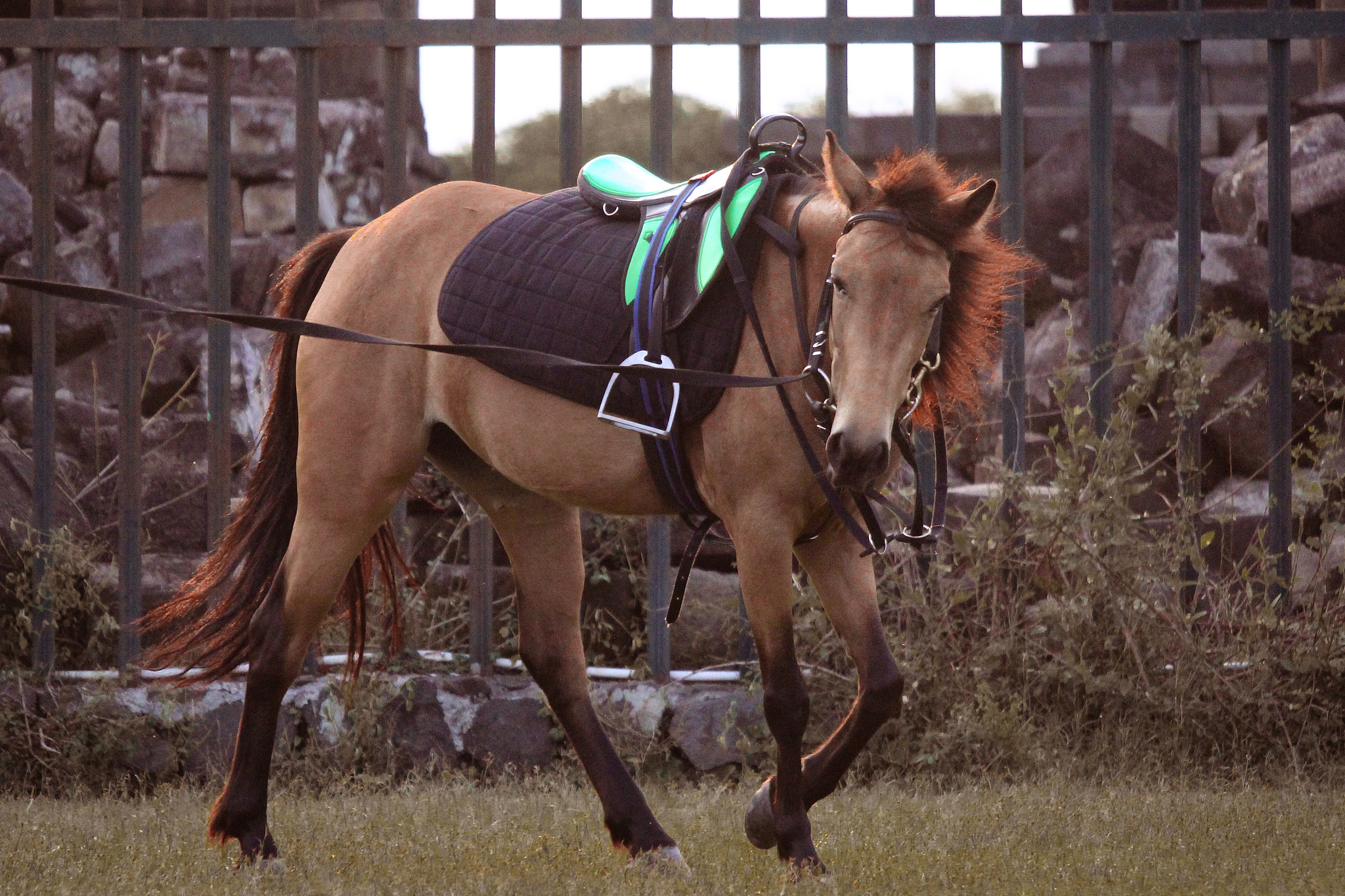 action of horse