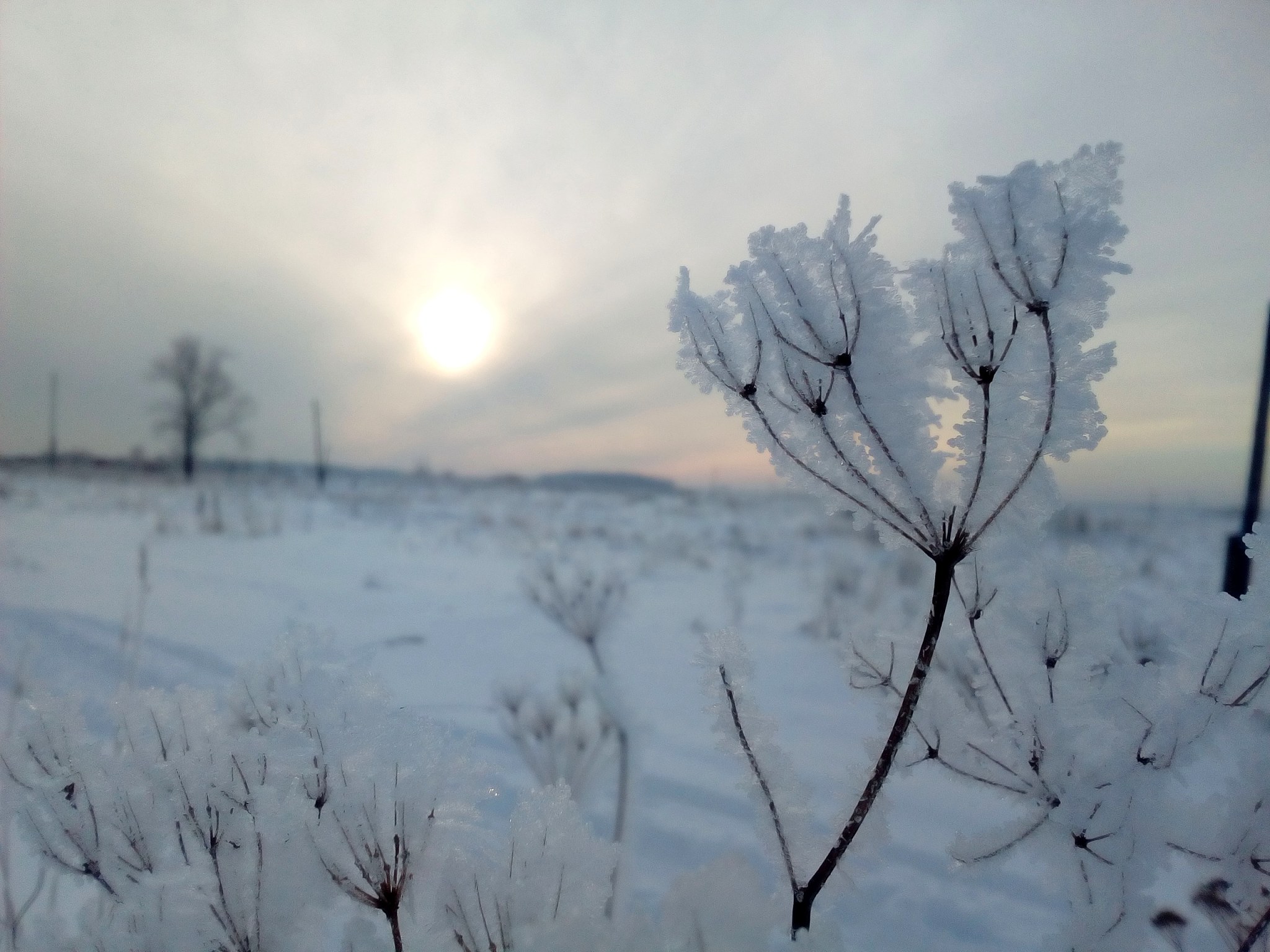大雪初晴：静谧雪景，生机盎然