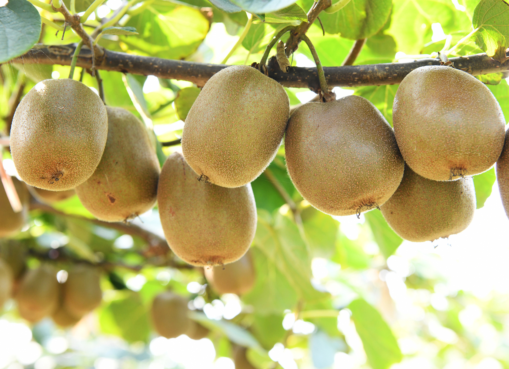 周至县猕猴桃怎么样