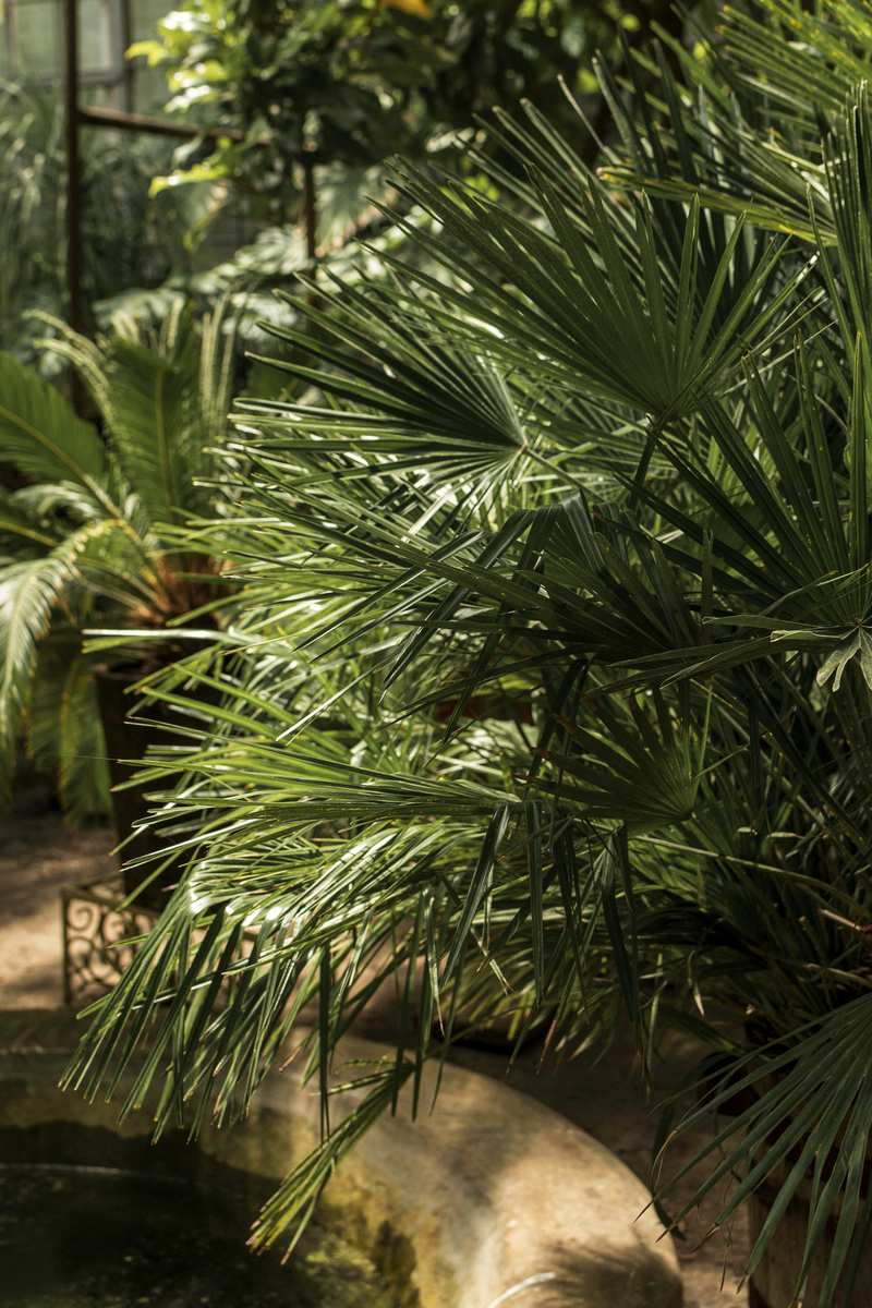 蒲葵一天释放多少氧气？