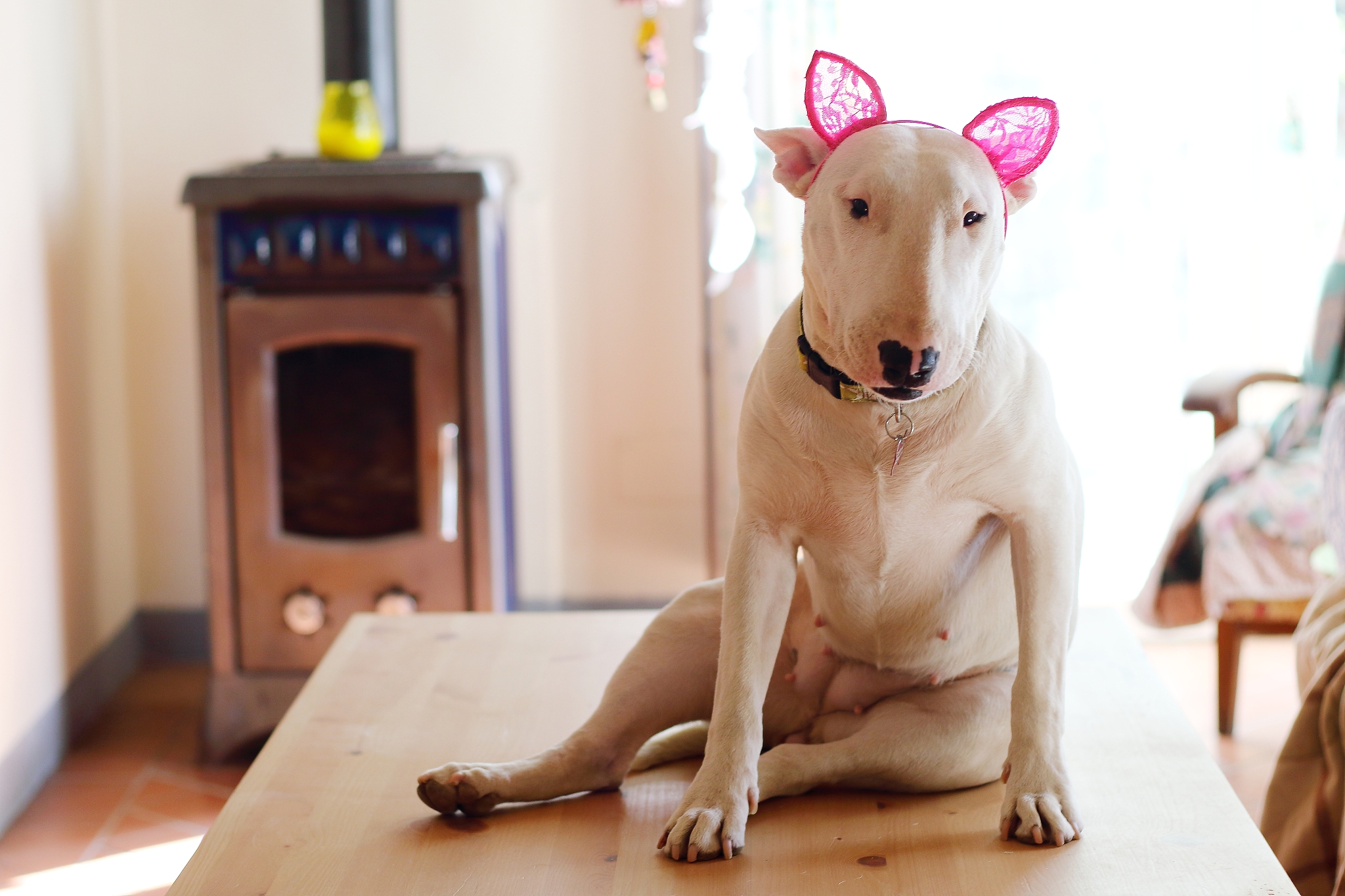 犬肌肉营养不良症检测诊断