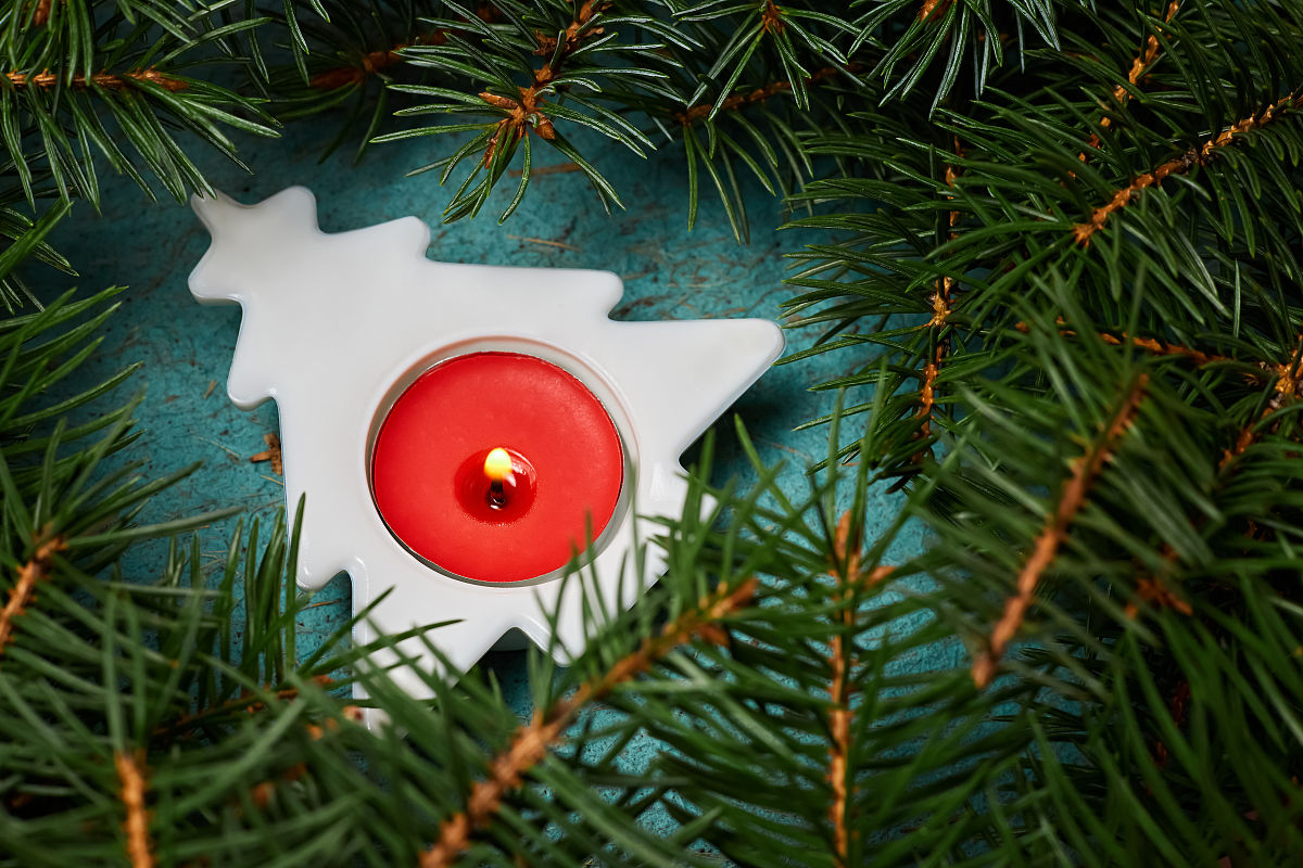 二年级作文：我爱我家的小猫咪