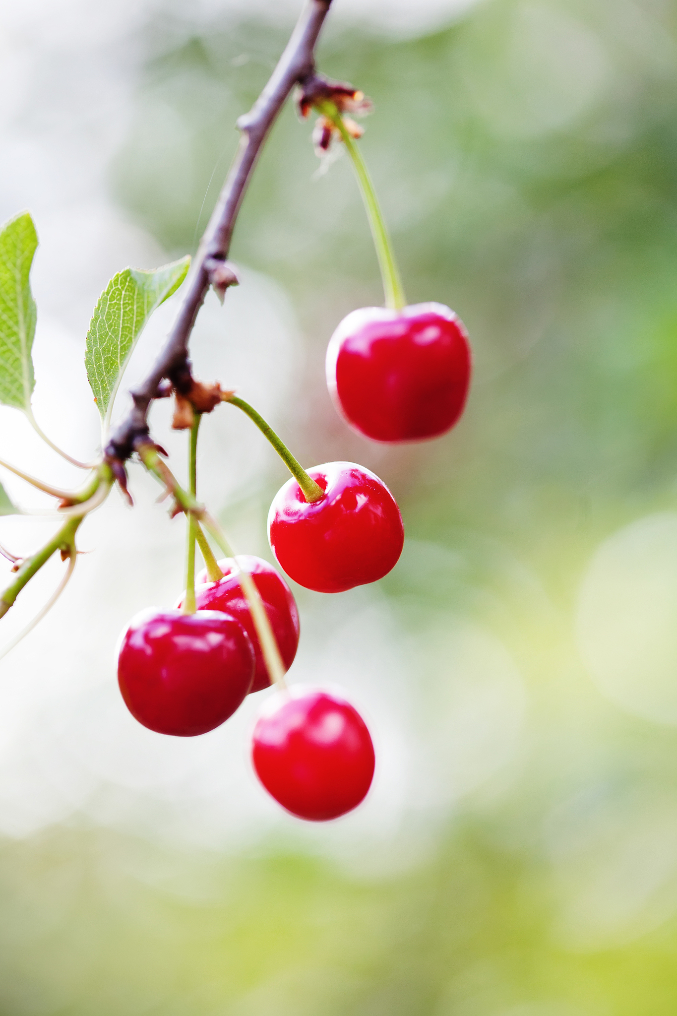 ripe cherries branch closeup photo. red berry fruit tree, green 