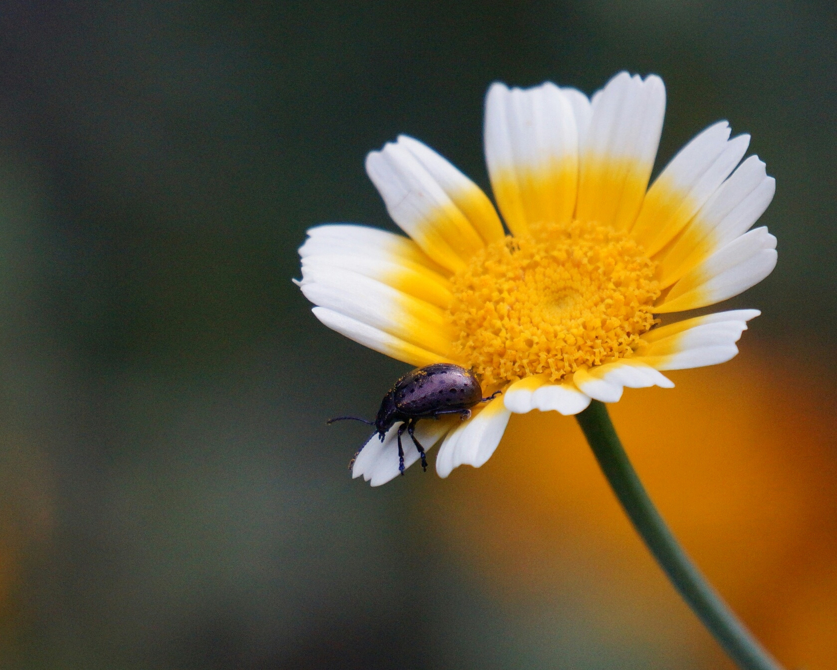 奇异人生汉化版手游更新日志 - 最新版本更新内容