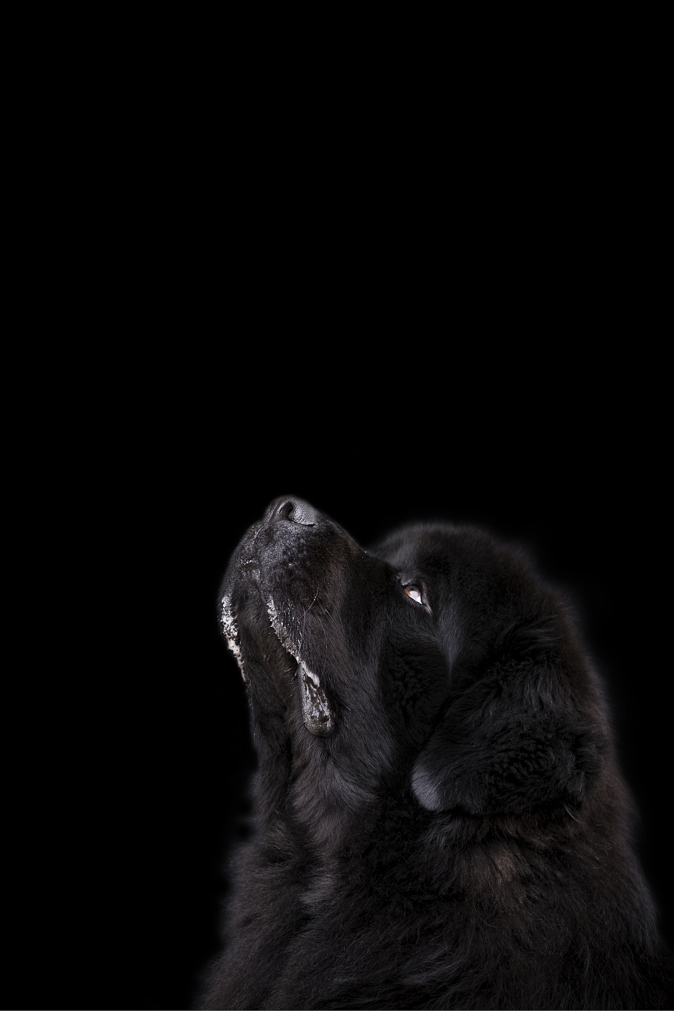 newfoundland dog over black background