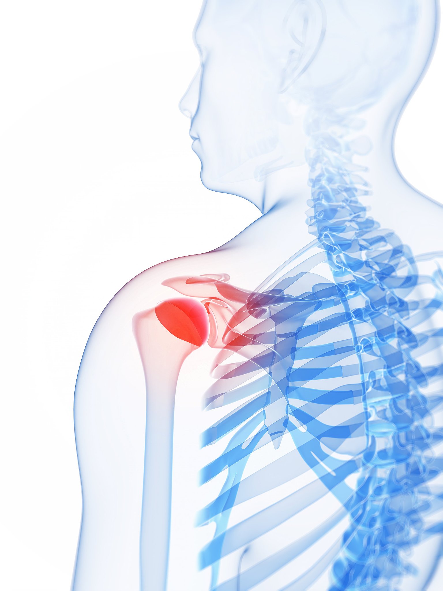 用250以上文字概述肩胛骨的位置作用日常护理