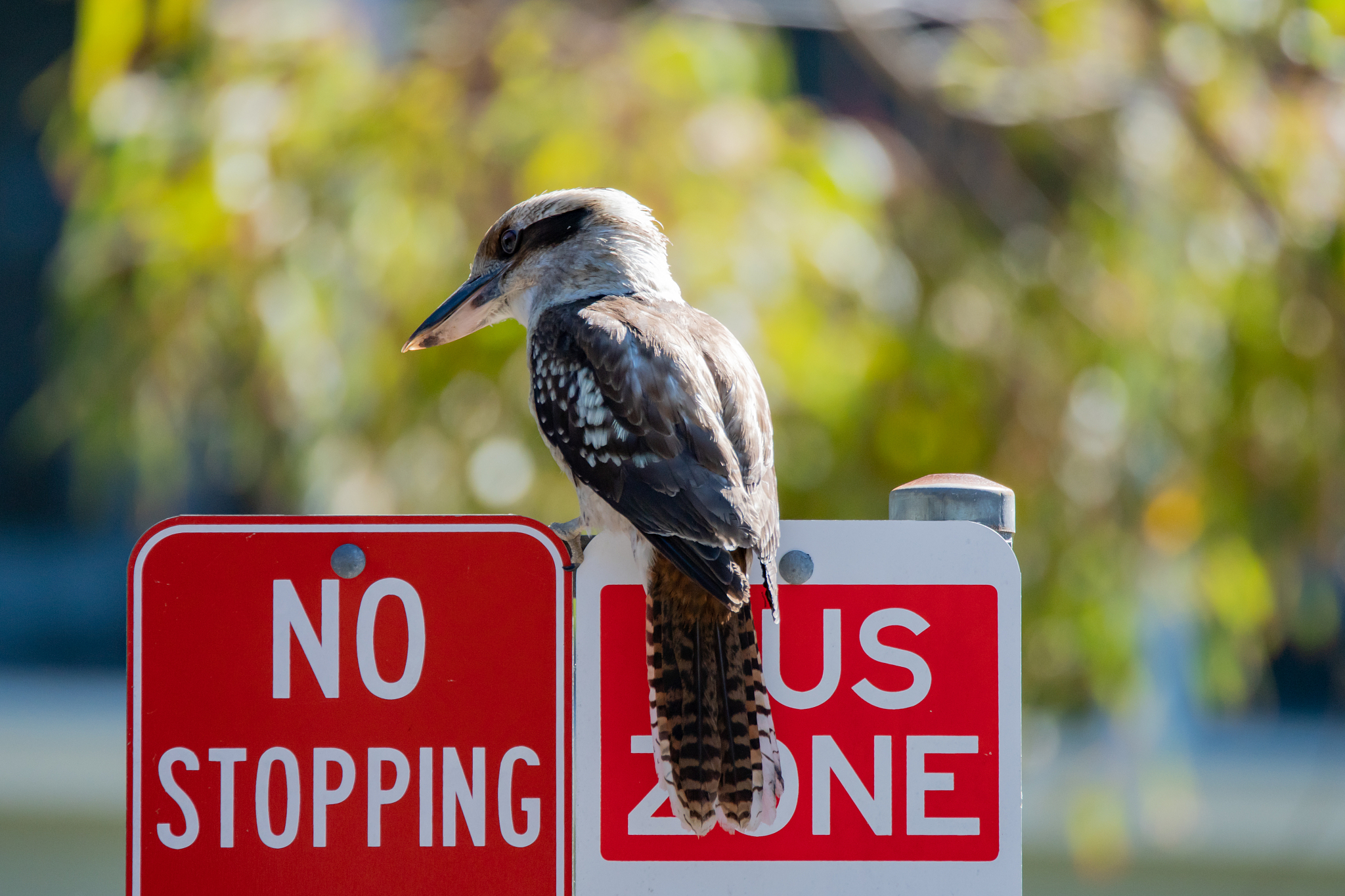Who Is The Biggest Bird: Longneck Billy, Short Veiw, Or Terrance?
