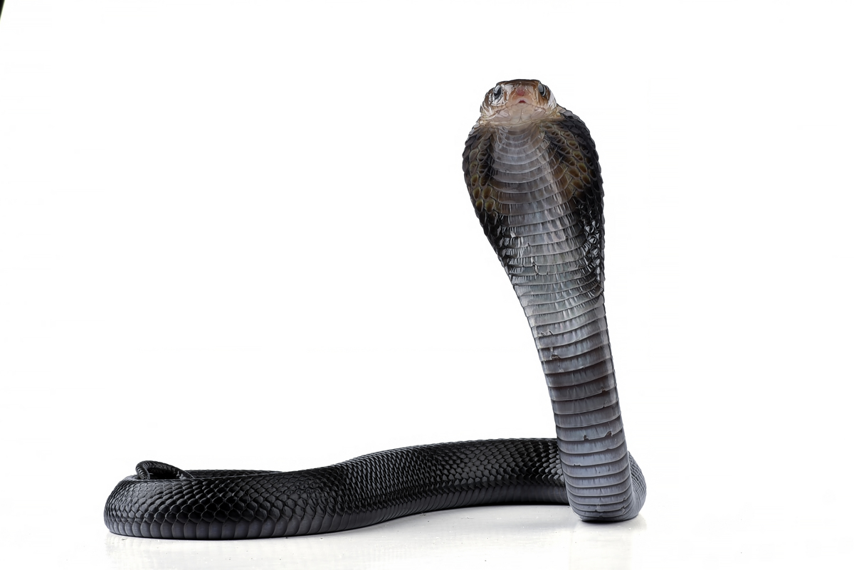 眼镜蛇名字的由来：与眼镜无关！