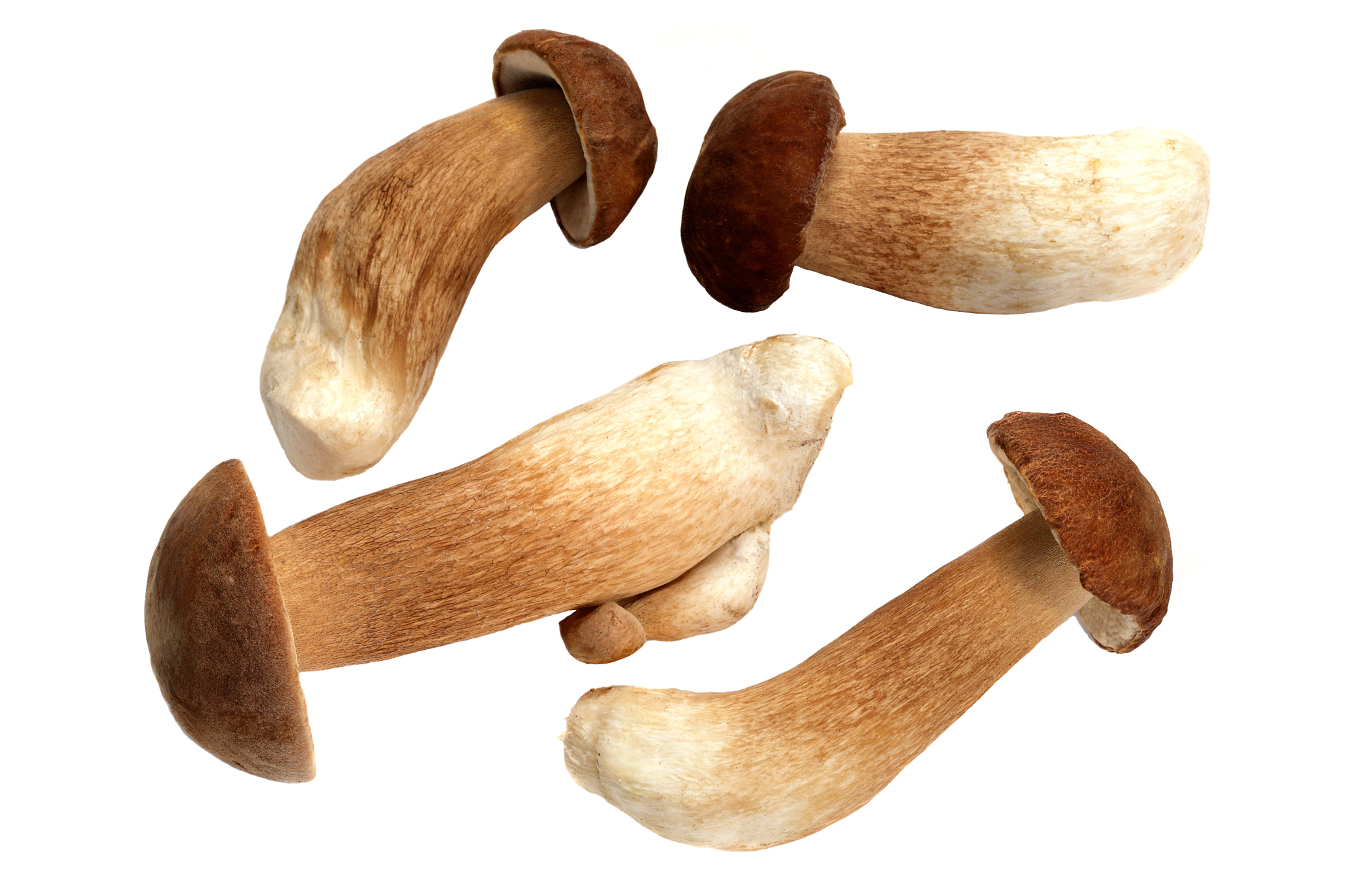 用字母CE组成的单词 - 完整列表