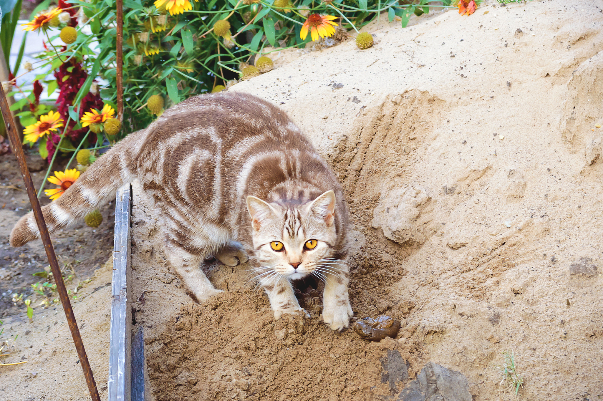 cat goes to the toilet outside in the sand.