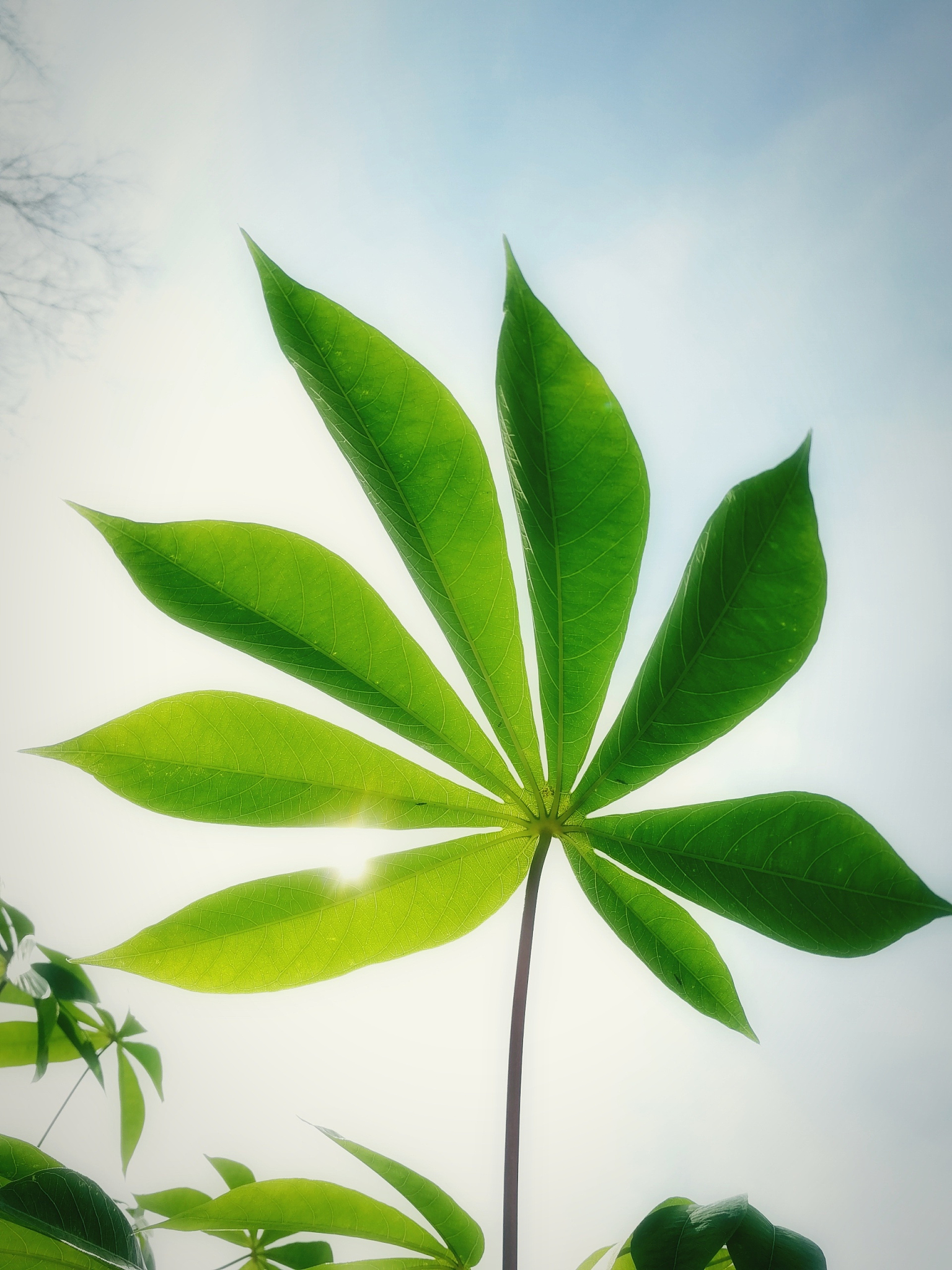 close-up of fresh green leaf