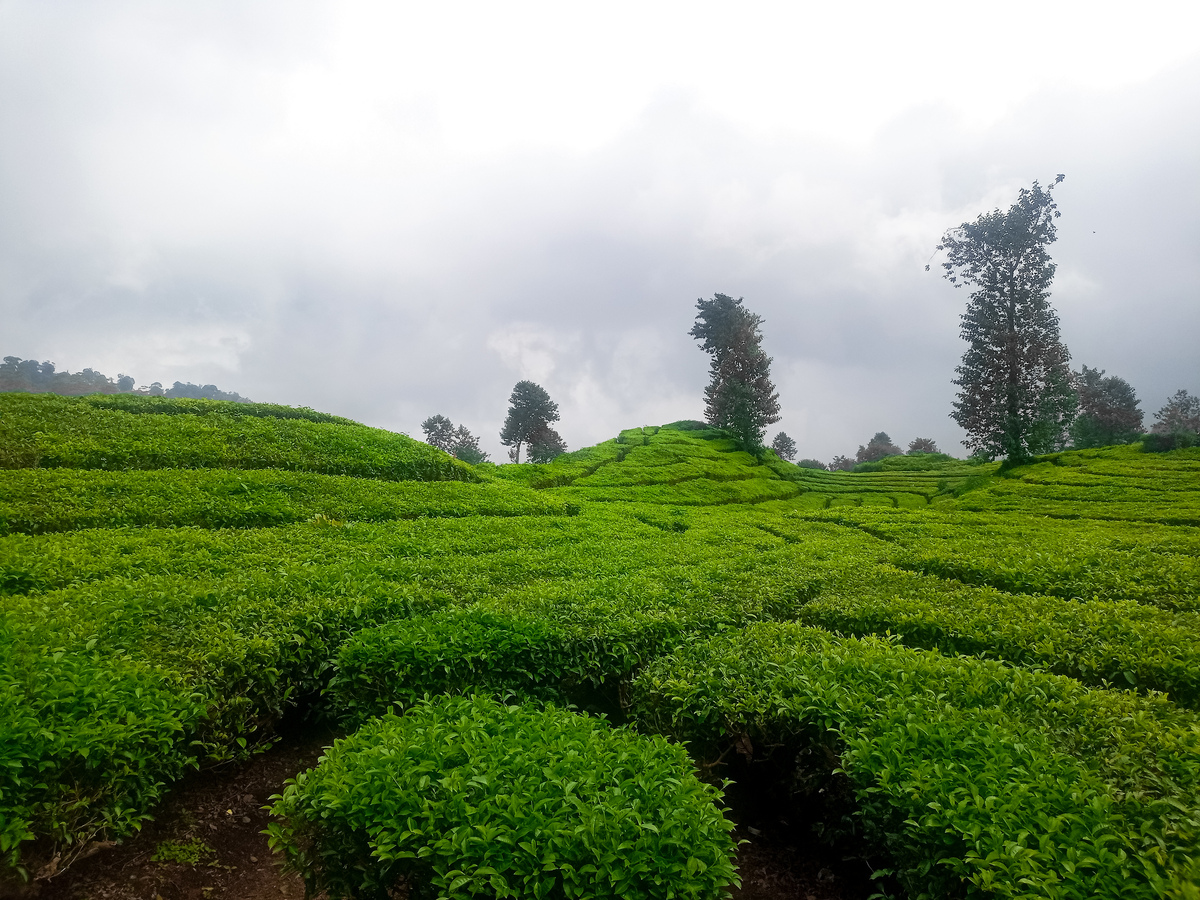 福建农林大学茶学专业怎么样？| 茶叶专业人才培养的摇篮