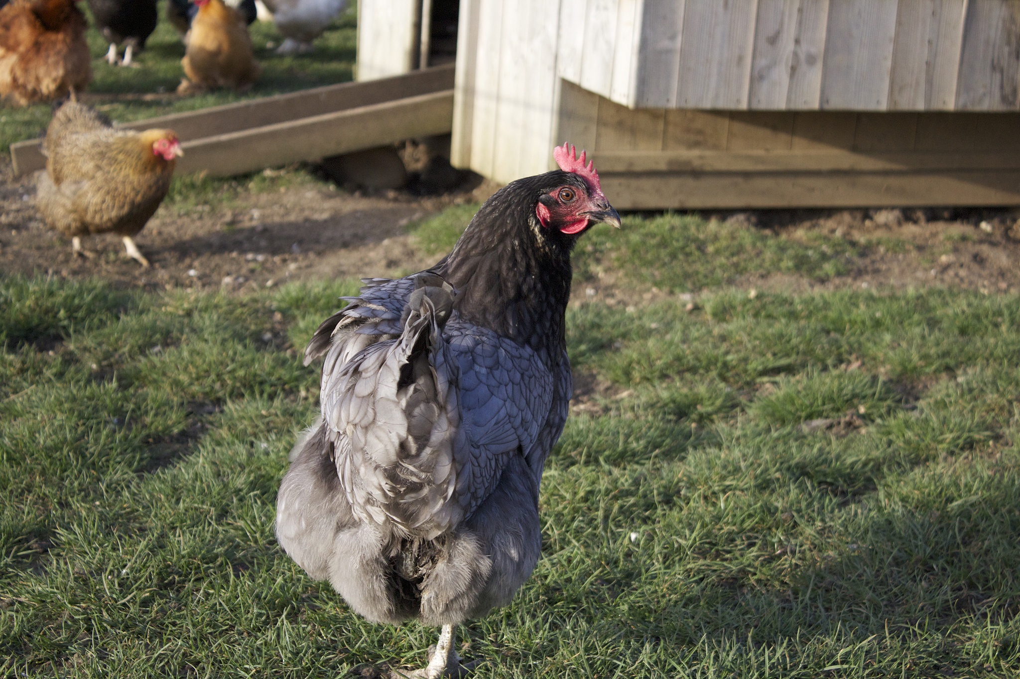 chicken