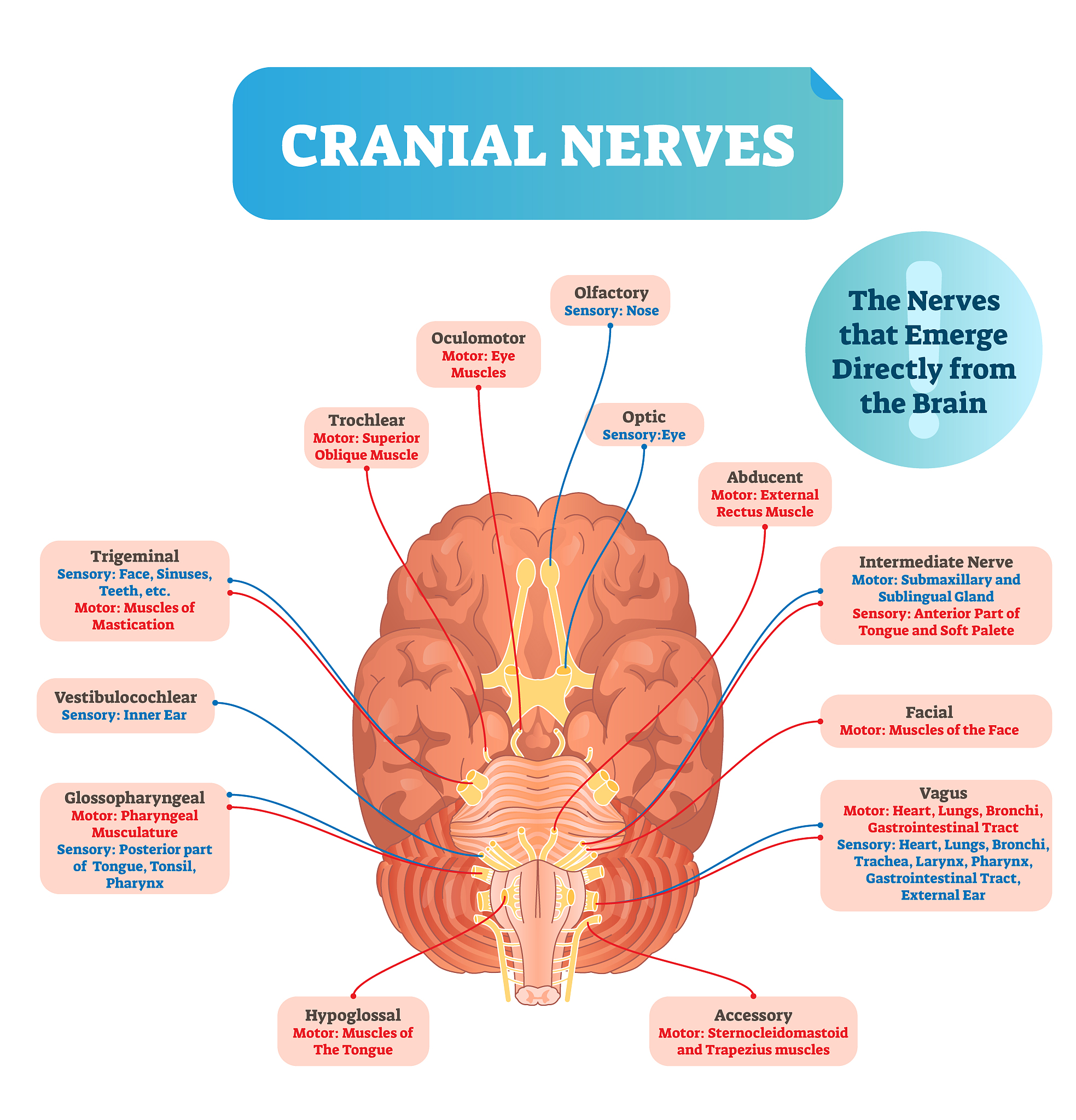 What Part of the Brain Processes Touch Sensation? (With Answer)