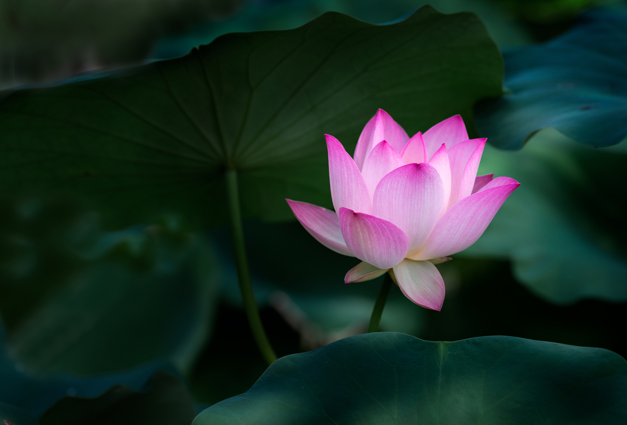 周敦颐《爱莲说》：赞美荷花，思考人生之道