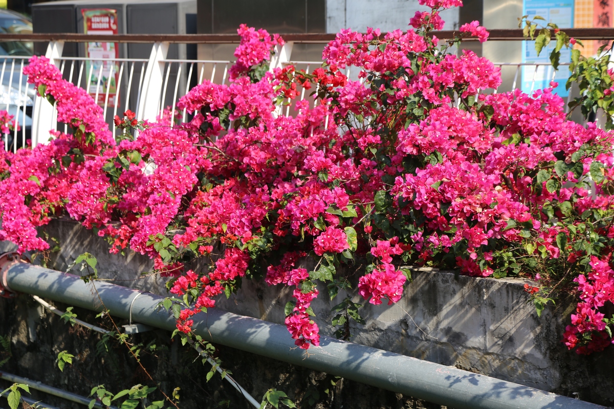 三角梅什么时候开花400字描述