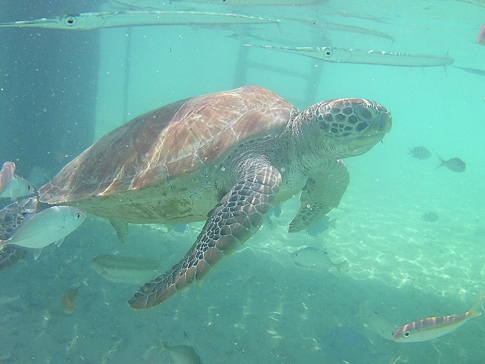 可以在水里游的动物有哪些